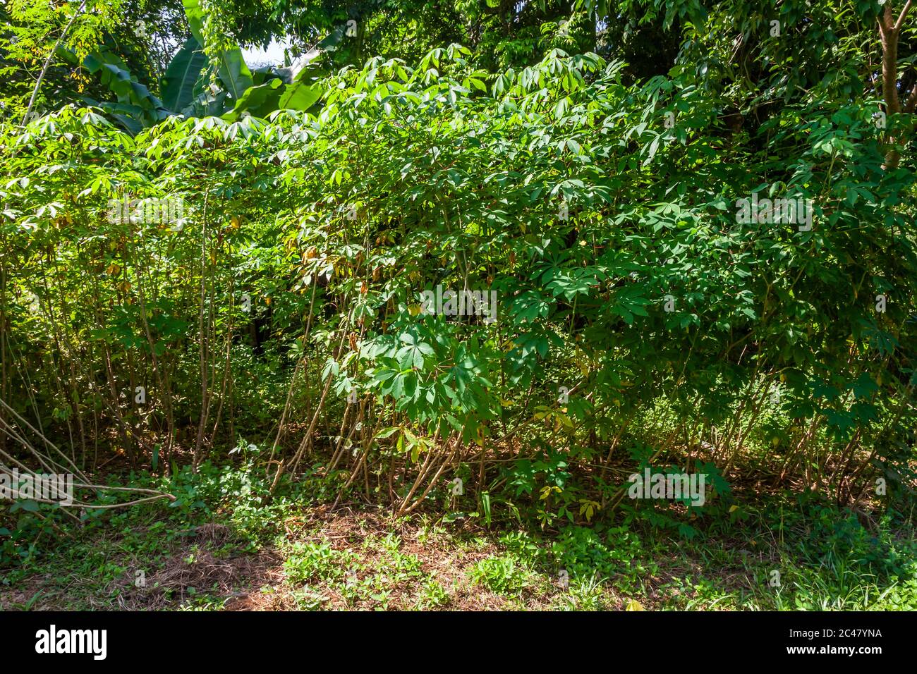 Cassava in Sierra Leone Stock Photo