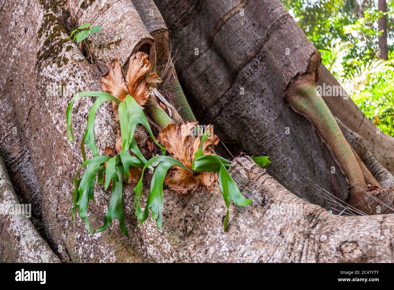 Rododendron grows from a tree in Sierra Leone Stock Photo