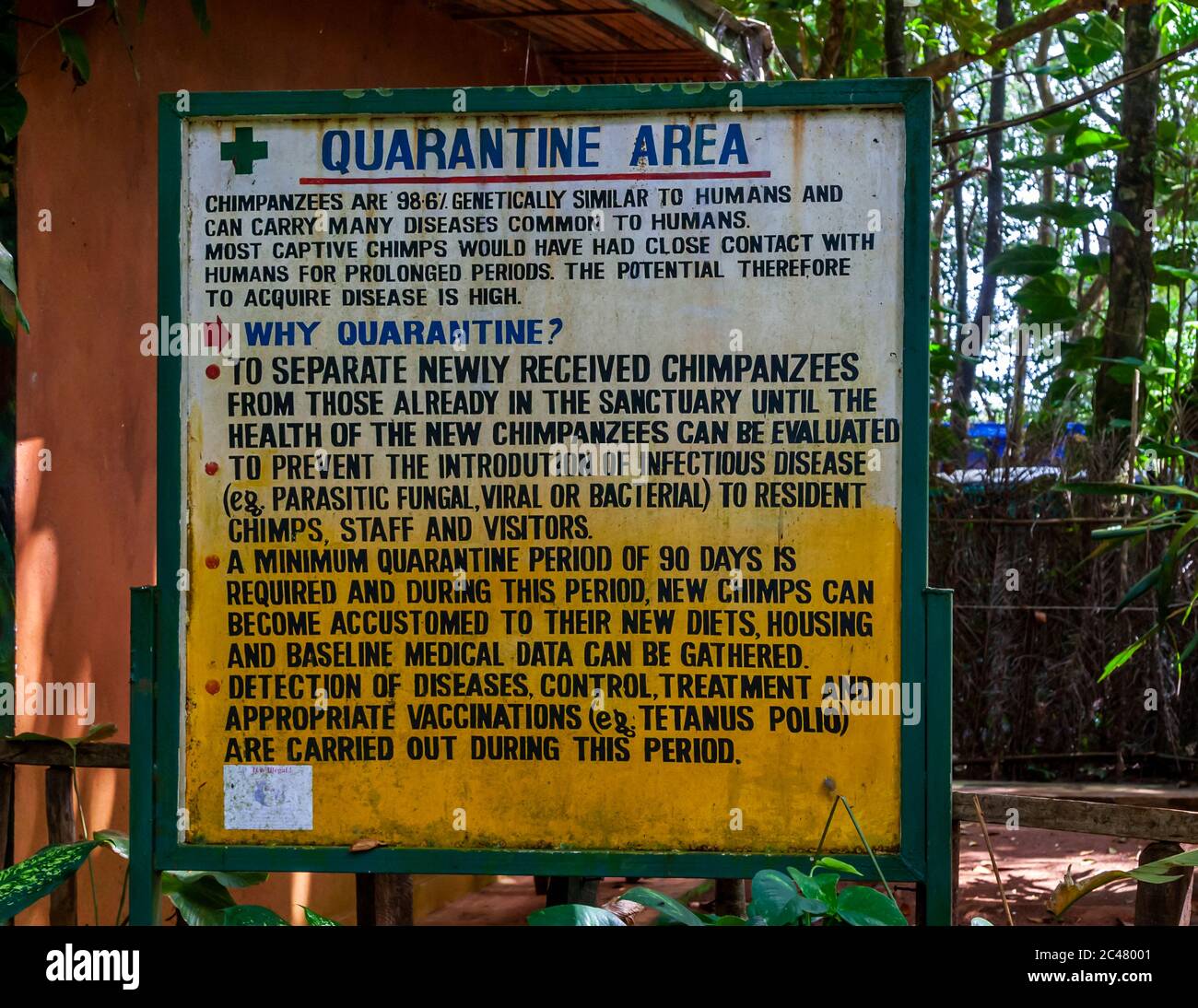 Tacugama Chimpanzee Rehabilitation Programme in Sierra Leone Stock Photo