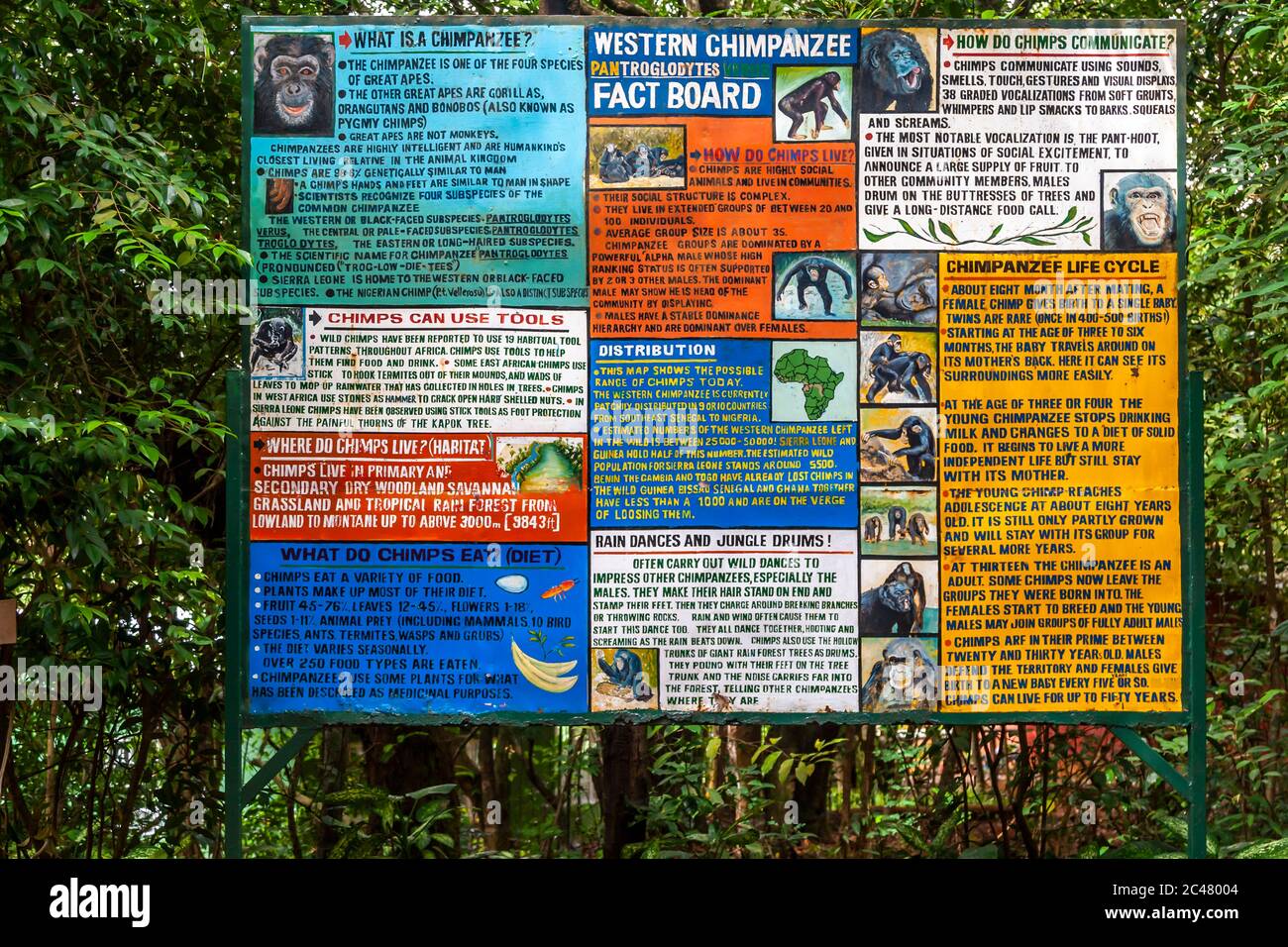 Tacugama Chimpanzee Rehabilitation Programme in Sierra Leone Stock Photo