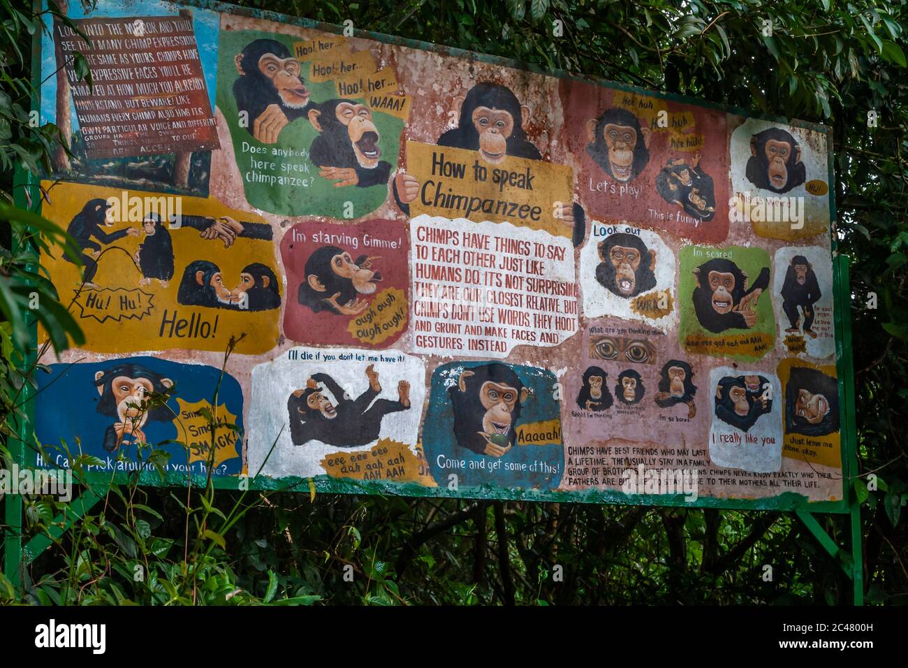 Tacugama Chimpanzee Rehabilitation Programme in Sierra Leone Stock Photo