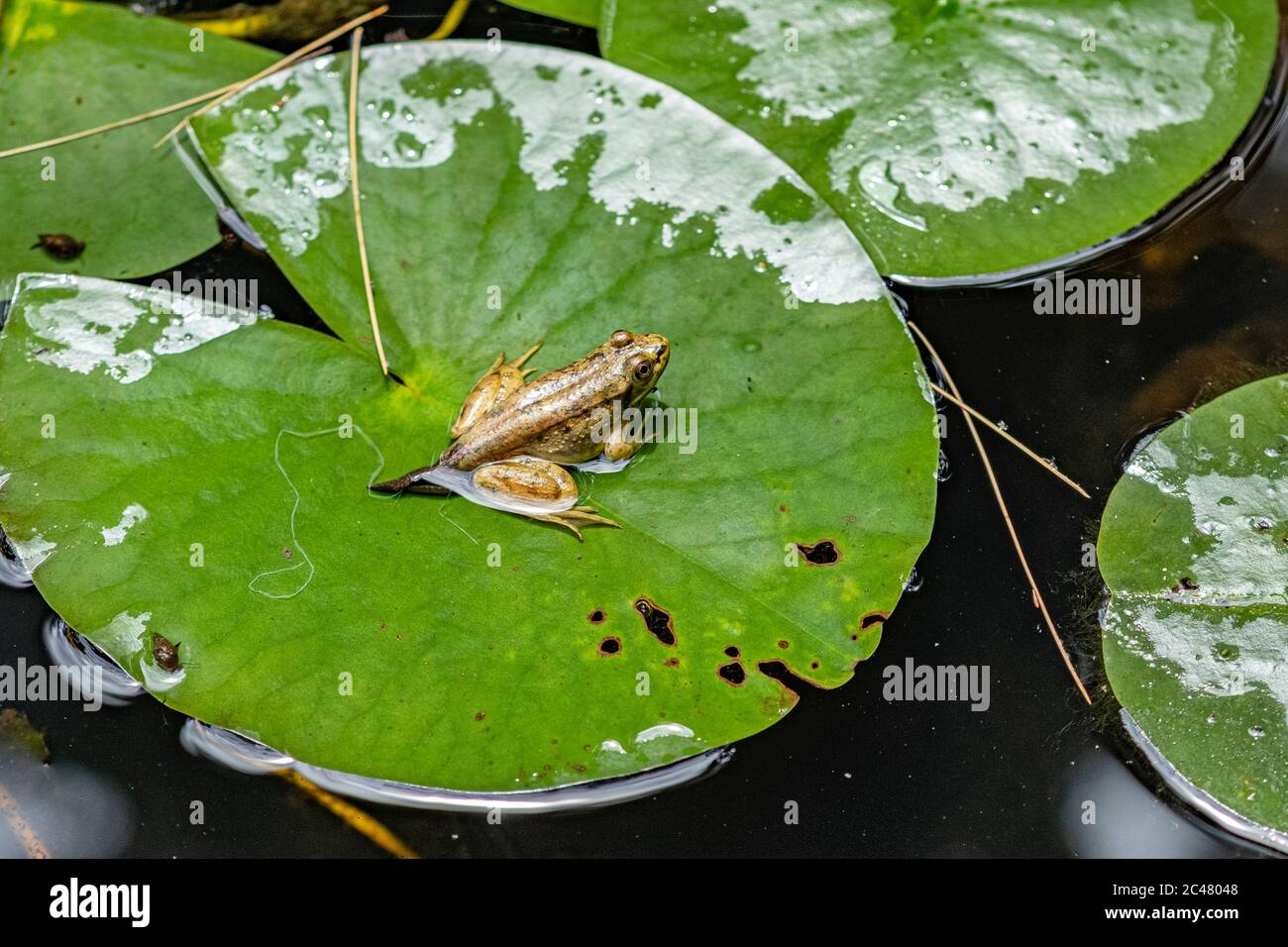 A green frog tadploe with legs and a tail Stock Photo