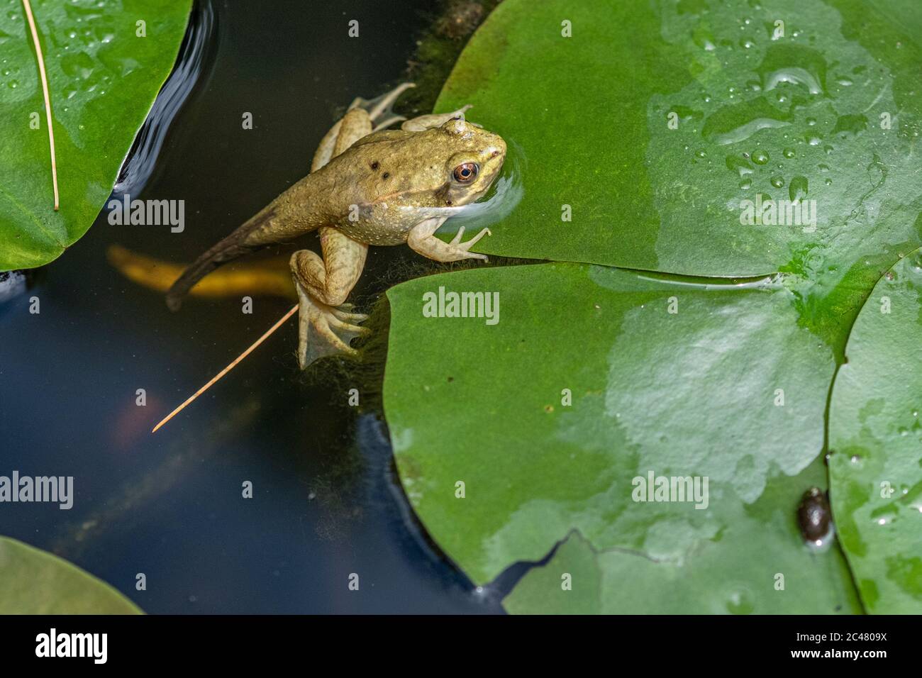 A green frog tadploe with legs and a tail Stock Photo