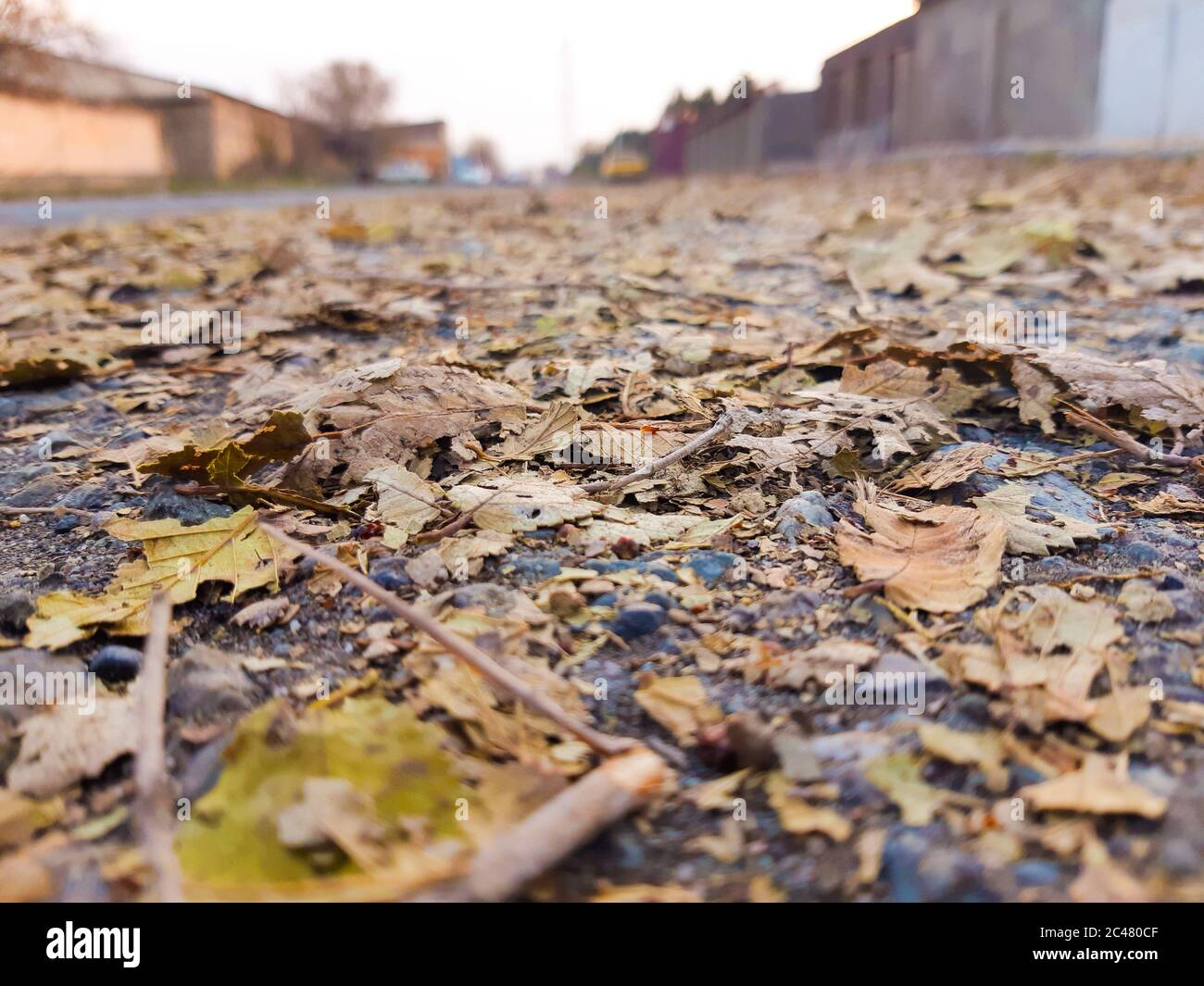 Soft focus of fallen brown leaves on the ground Stock Photo - Alamy
