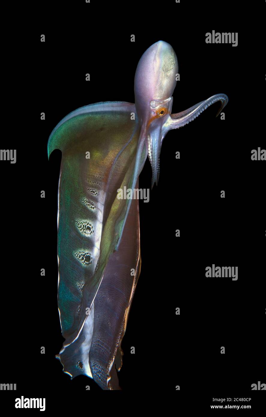Blanket Octopus Vs Man O War