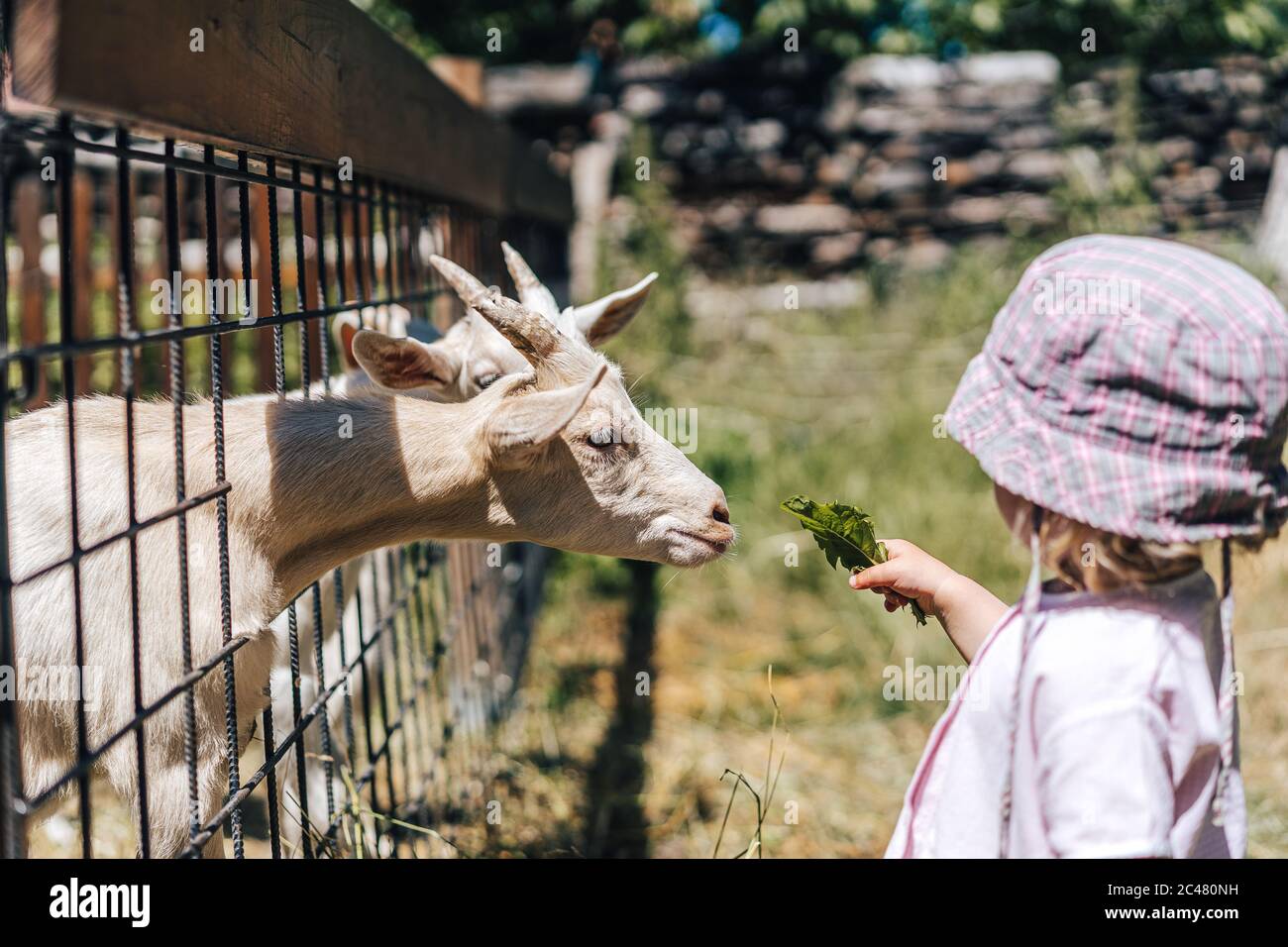Kid feeding a goat Stock Photo Alamy