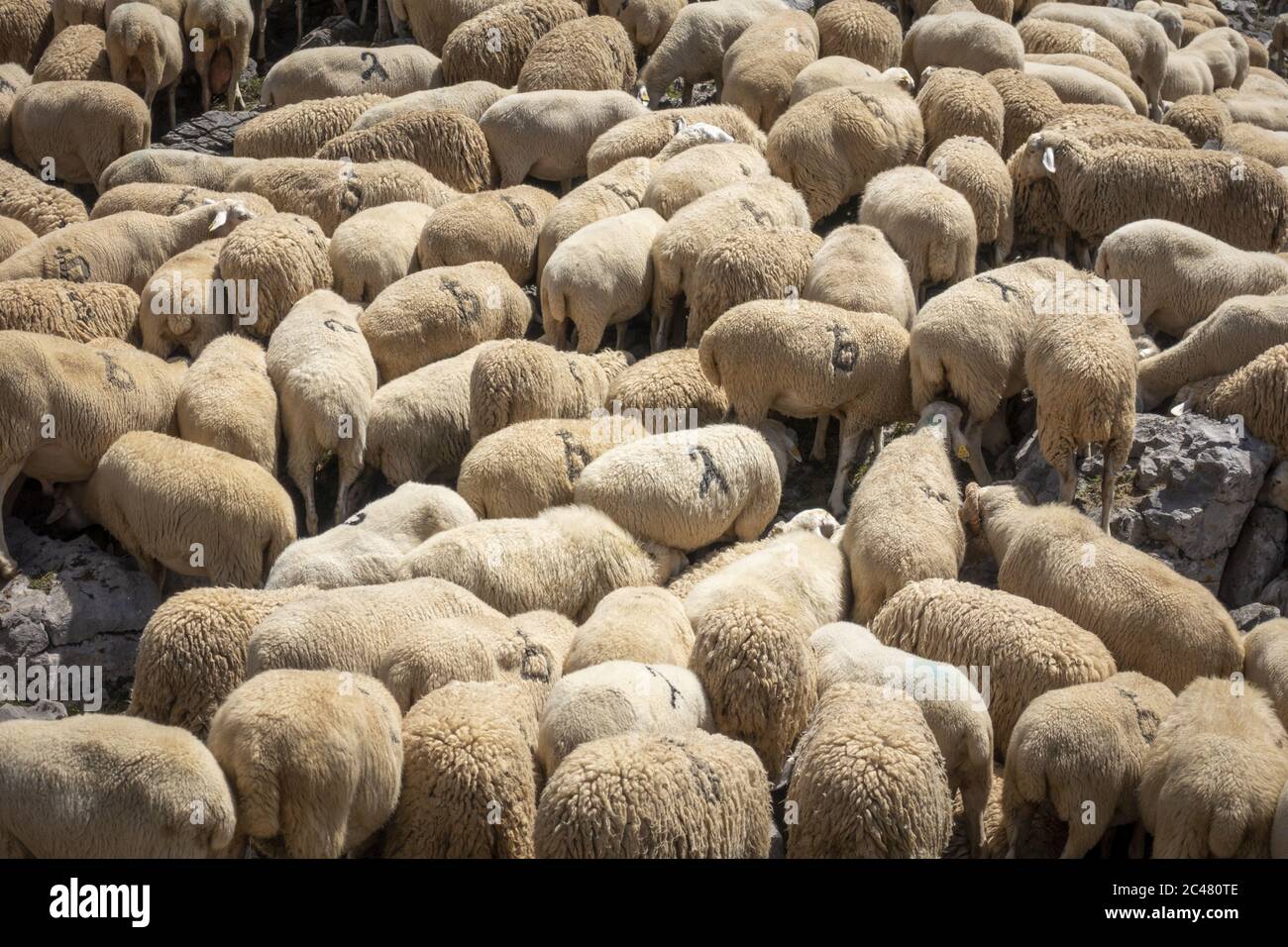 Flock of sheep putting their heads under each other on a hot day Stock