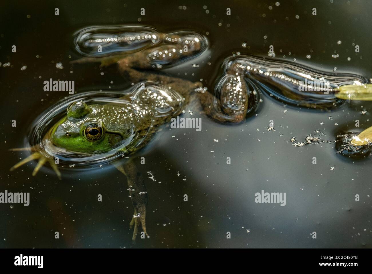 Green Frog Legs Rana Clamitans Stock Photo 142897252