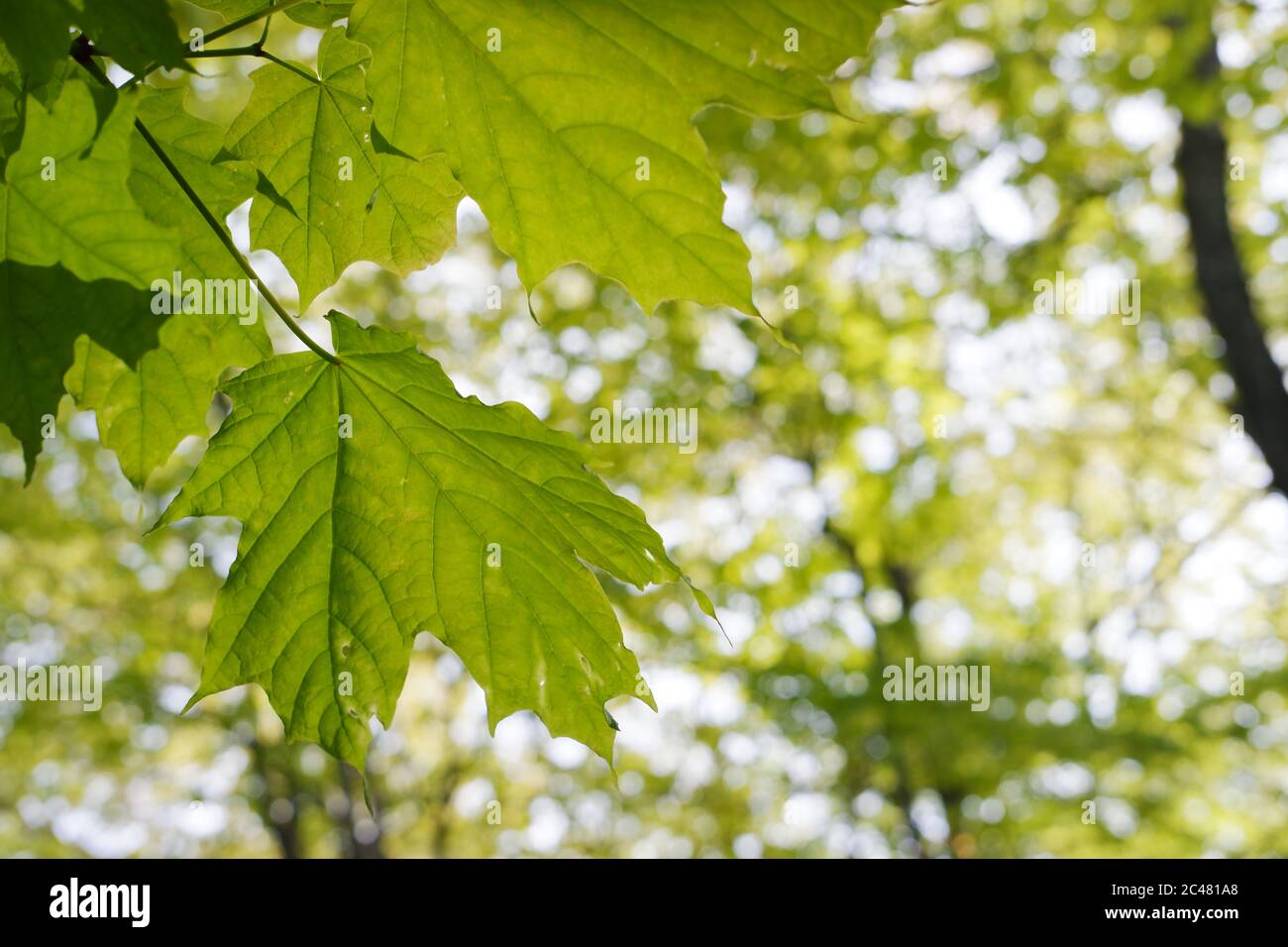Green maple leaves seen at park Stock Photo