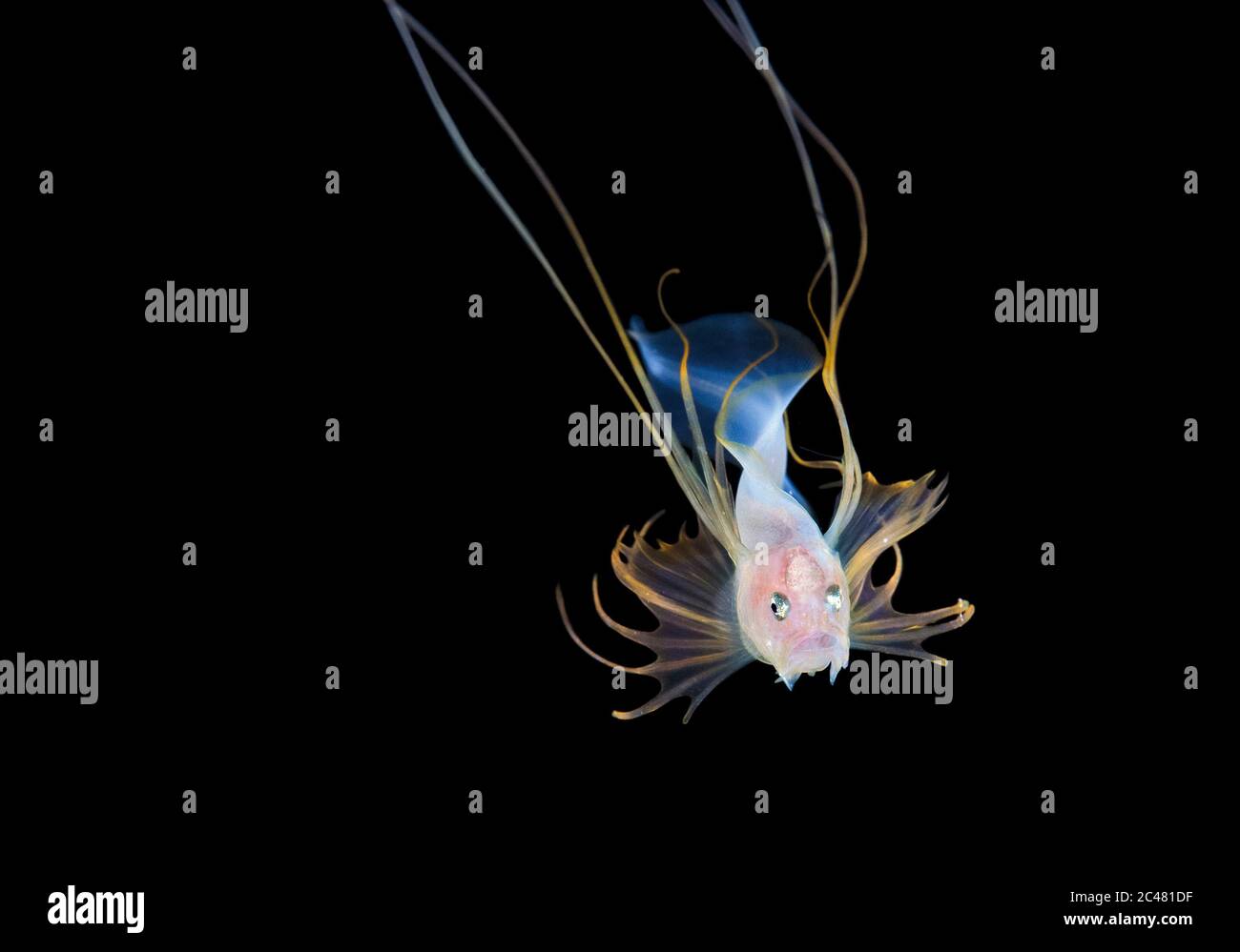 Bathypelagic Species Of Cusk eel Bony eared Assfish Acanthonus 