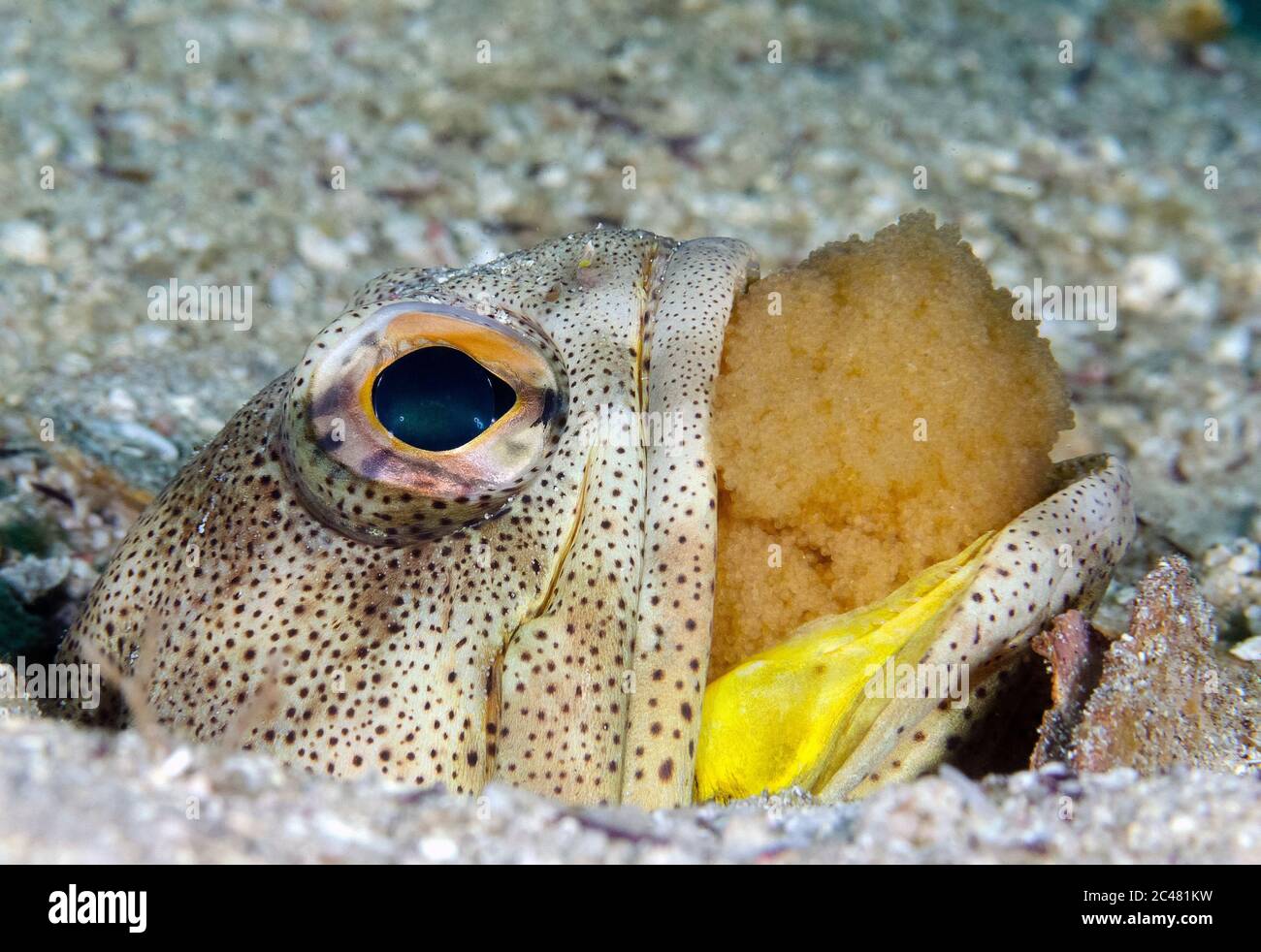 fine-spotted jawfish, Opistognathus punctatus, male, mouthbrooding eggs, Mexico, Gulf of California, Sea of Cortez, Pacific Ocean Stock Photo