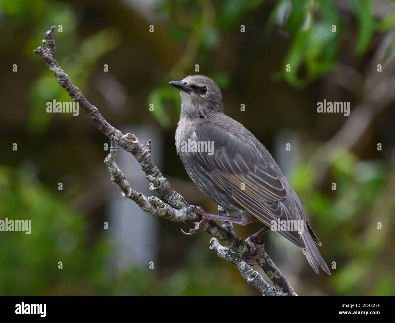 Young immature Starling (Sturnus vulgaris) with black beak and grey