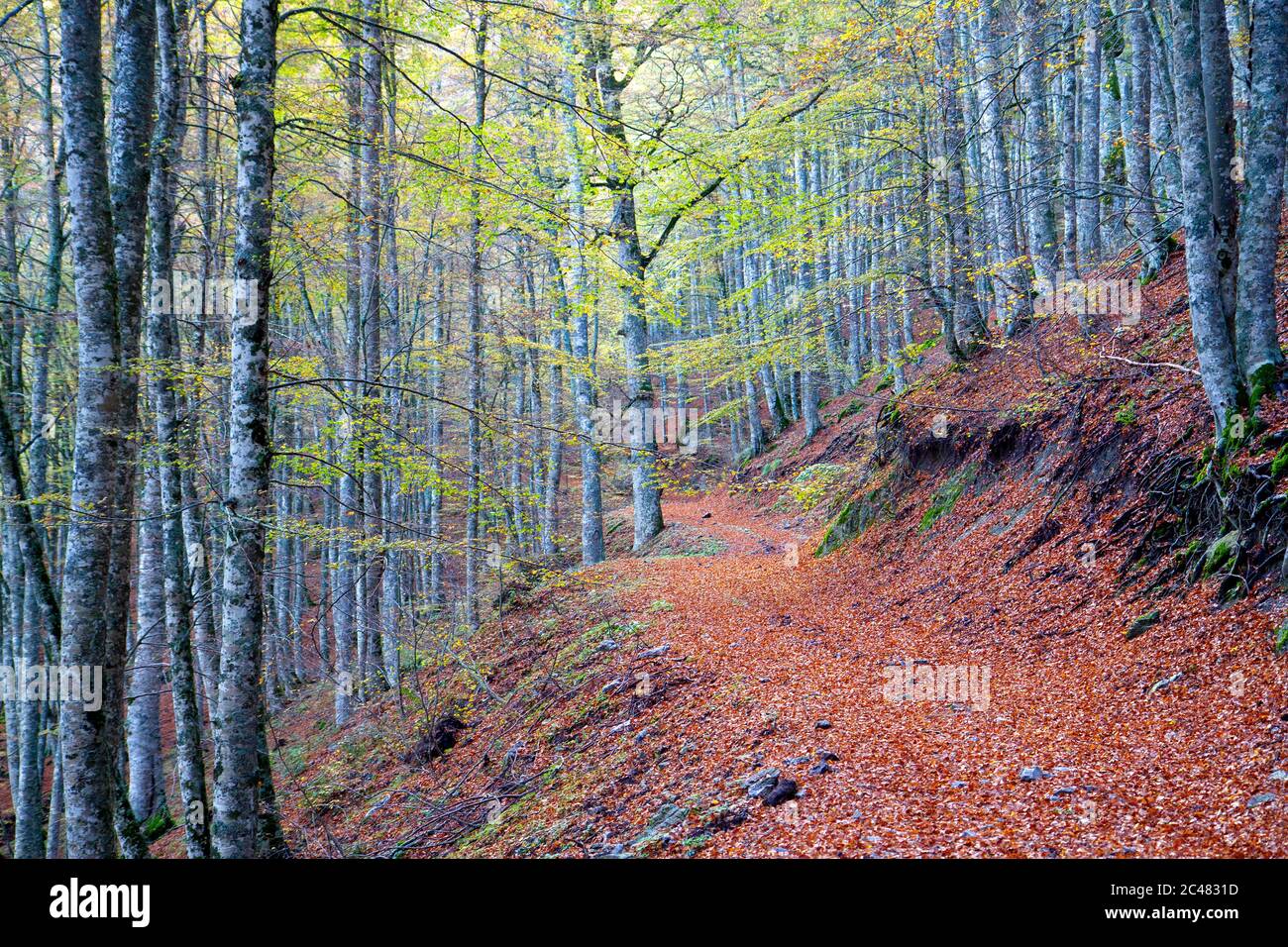 Autumn in Pollino National Park Stock Photo