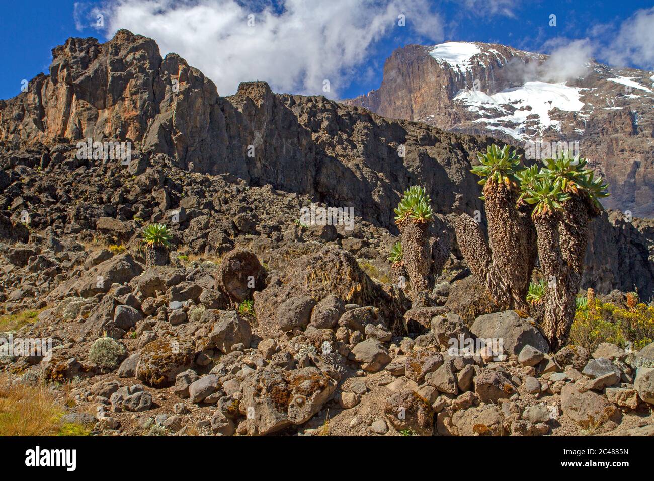Giant groundsels growing below the summit of Mt Kilimanjaro Stock Photo