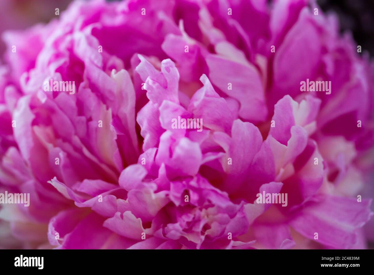 Macro image of beautiful fresh pink peony flower isolated in natural ...