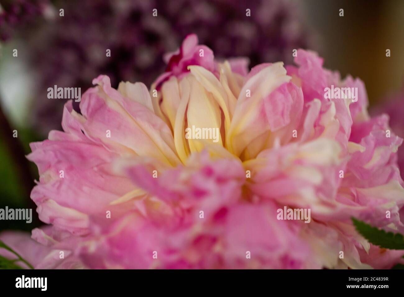 Macro image of pale pink peony hi-res stock photography and images - Alamy