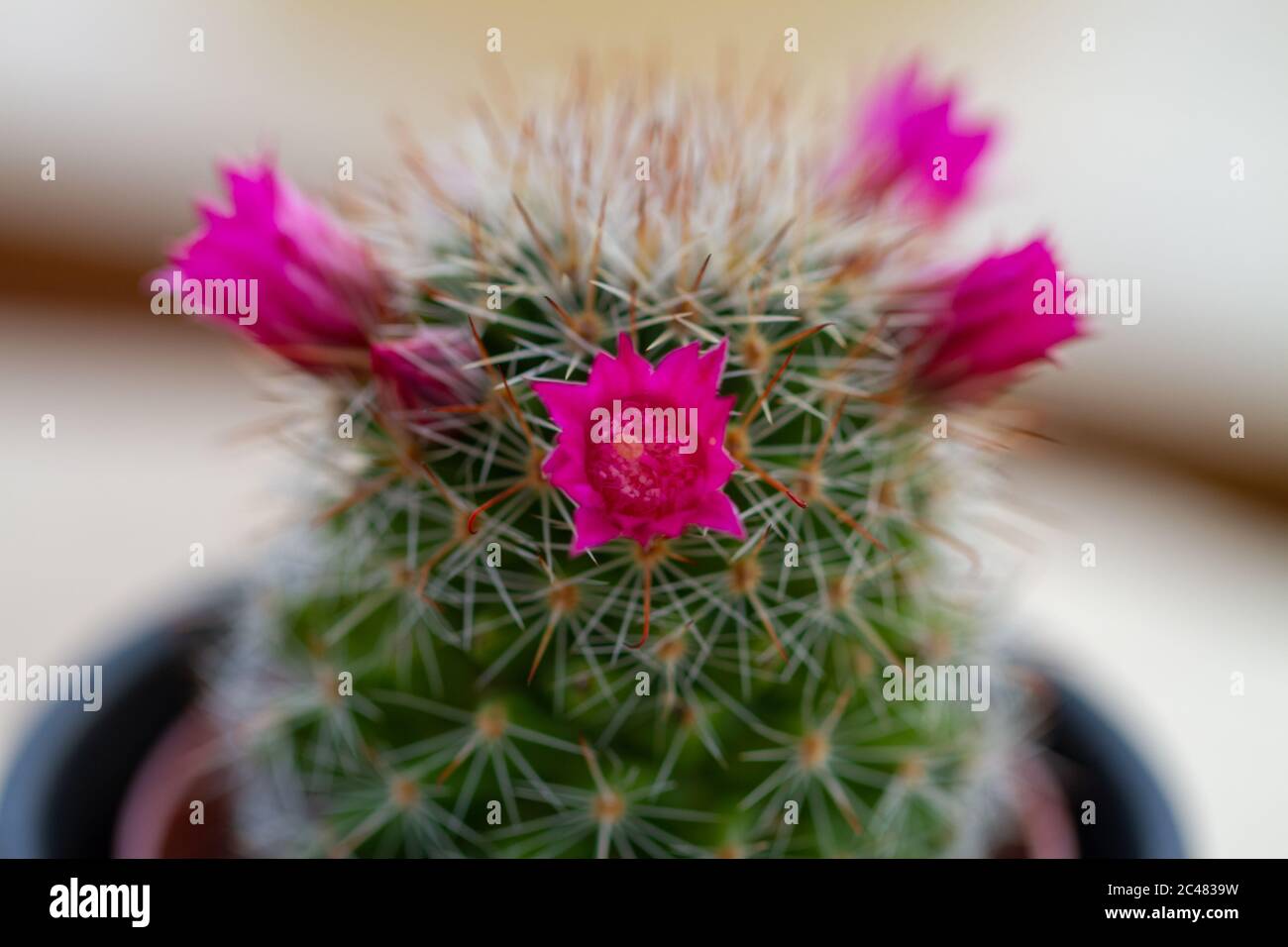 Close-up of rebutia cacti plant, form with rose flower, in natural light Stock Photo
