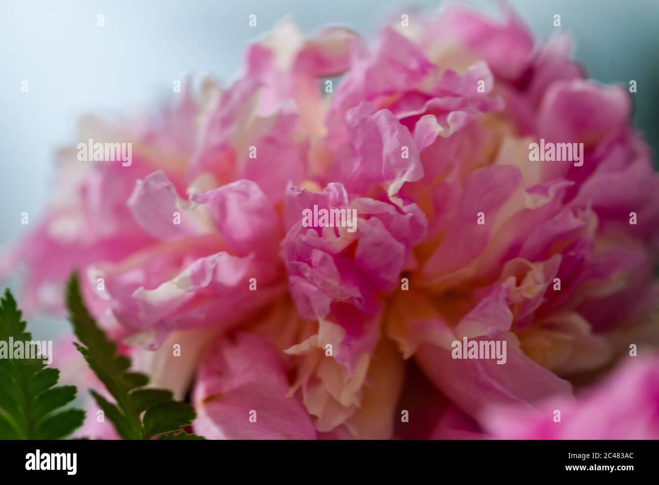 Macro image of beautiful fresh pink peony flower isolated in natural ...