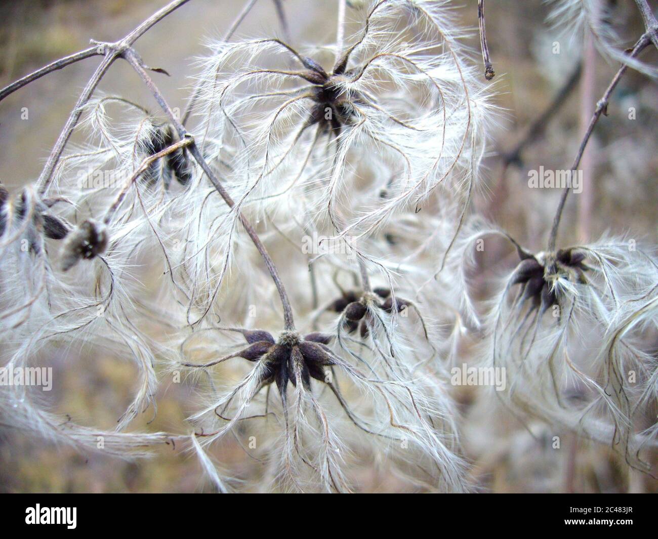 Closeup shot of old man's beard in a field under the sunlight with a blurry background Stock Photo
