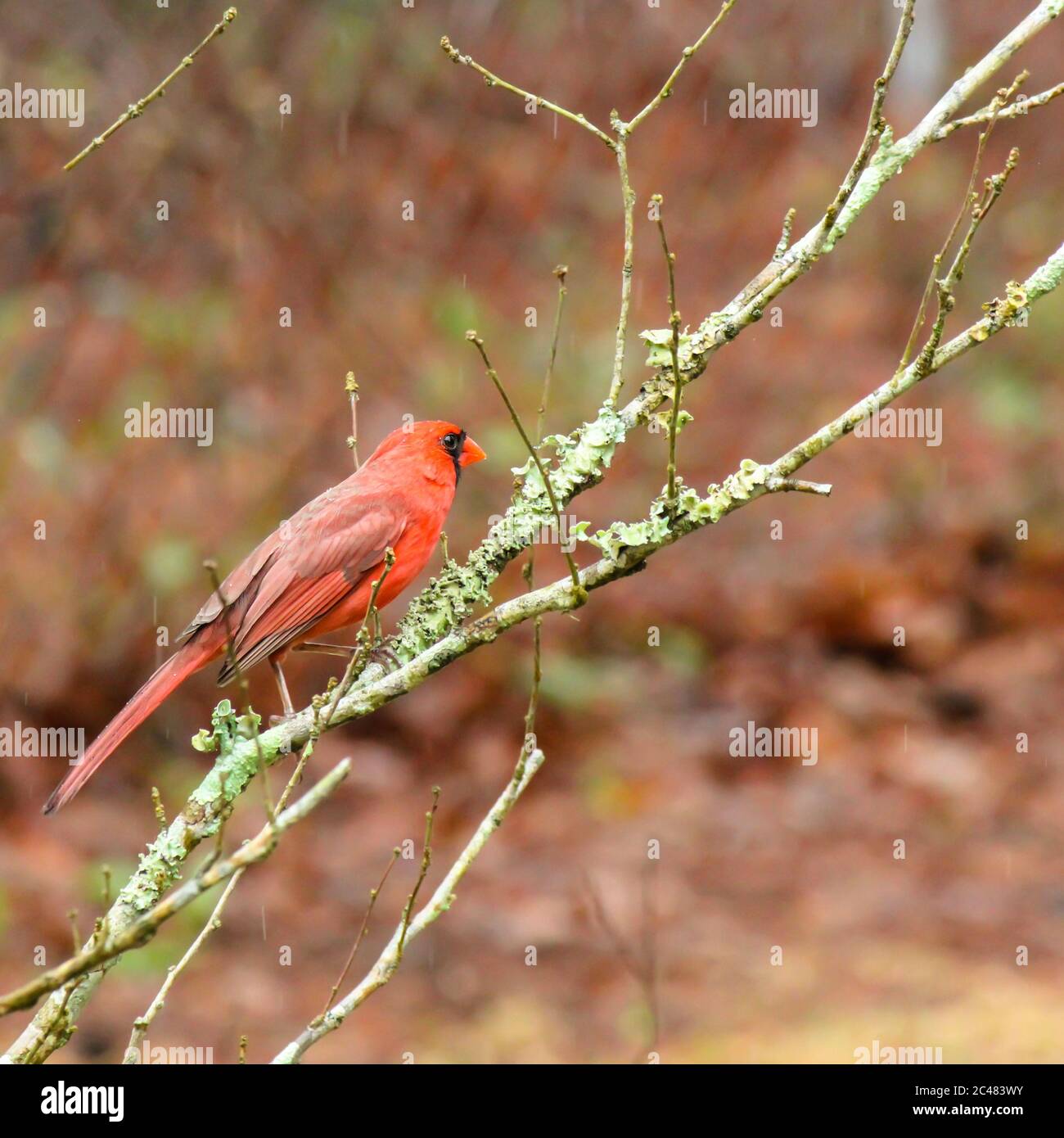 Male cardinal perched on lichen covered stems in spring Stock Photo