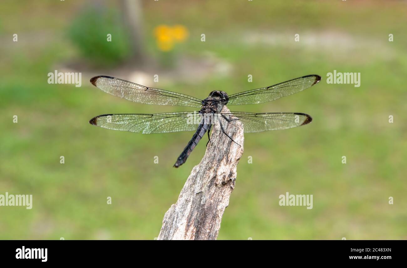 Dragonfly with clear and black tipped wings perched on top of a piece of tree wood Stock Photo