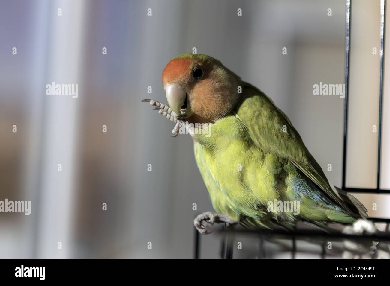 Parrot biting cage hires stock photography and images Alamy