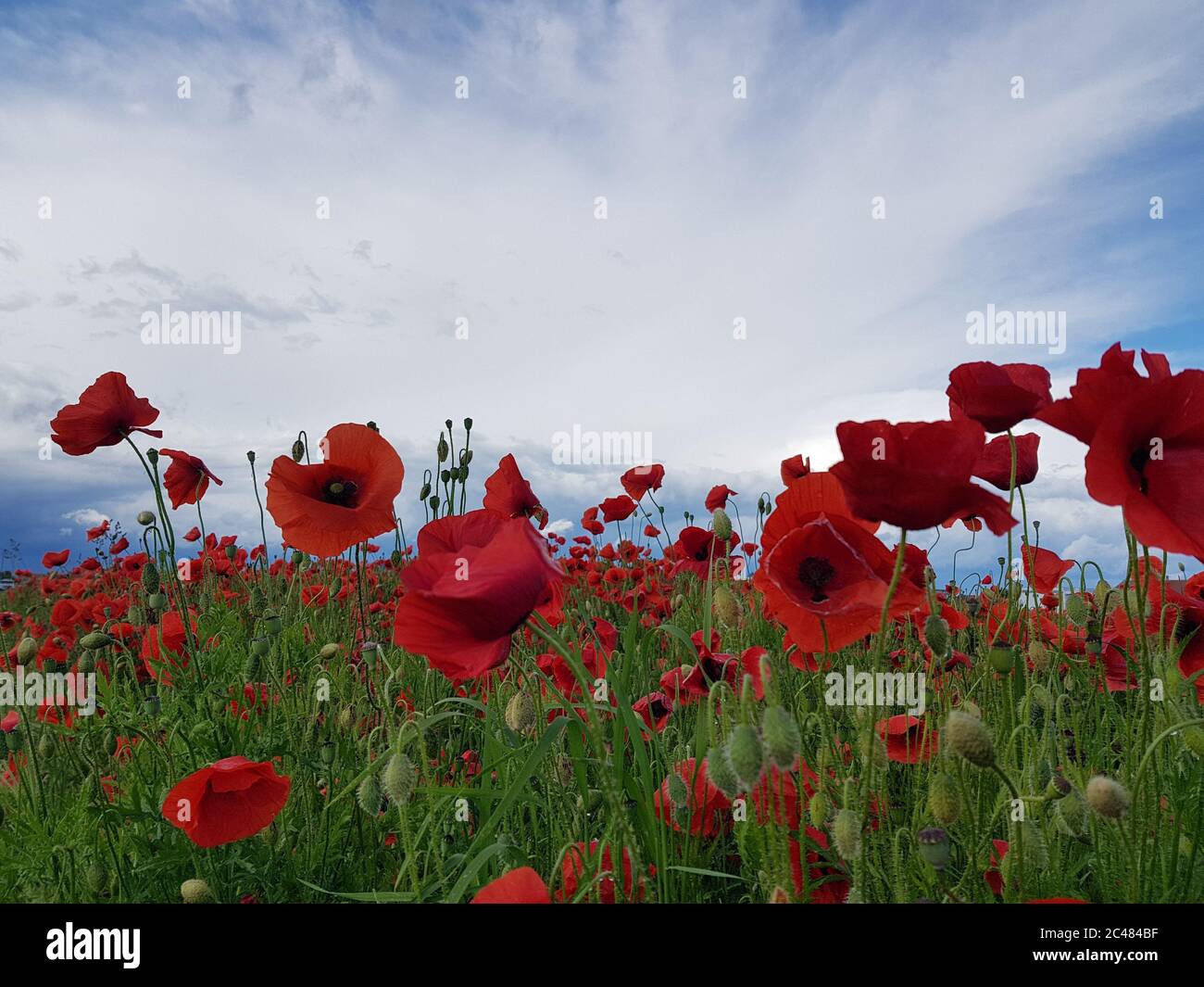 Field of beautiful red poppy flowers under a cloudy sky Stock Photo - Alamy