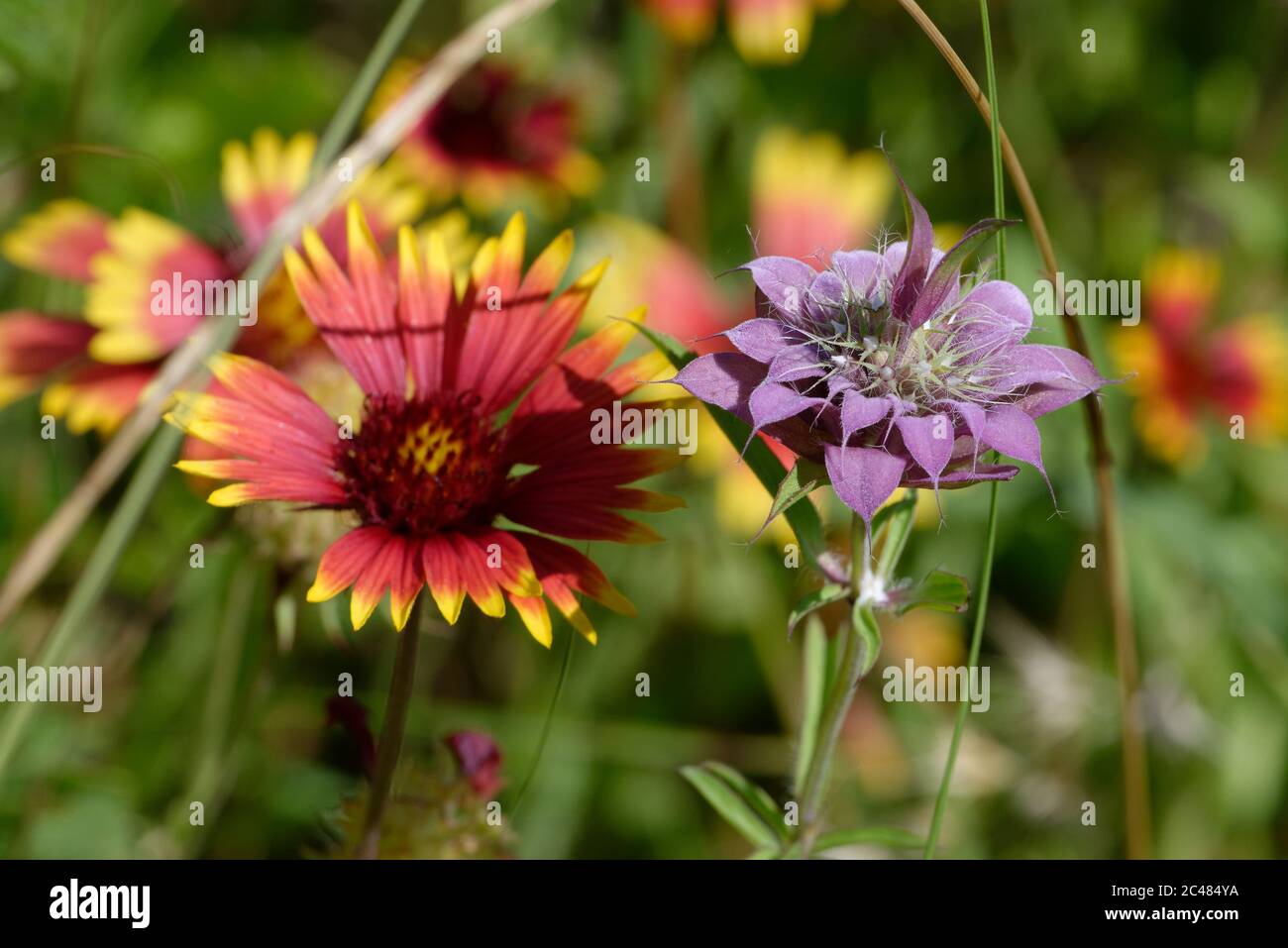 Indian Blanket and Lemon Beebalm Stock Photo