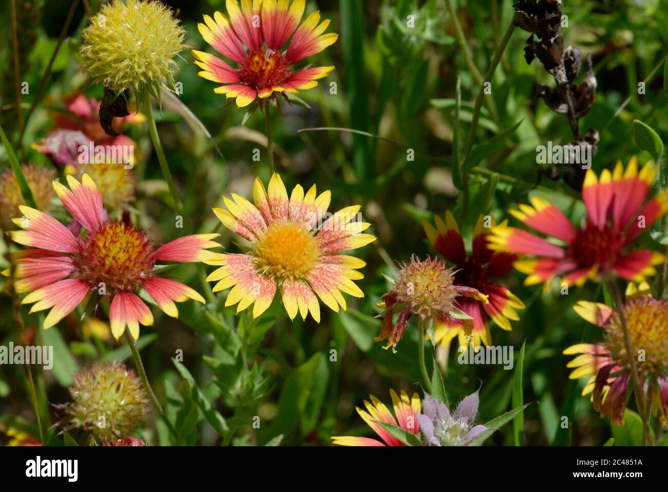 Indian Blanket, spotted variant Stock Photo