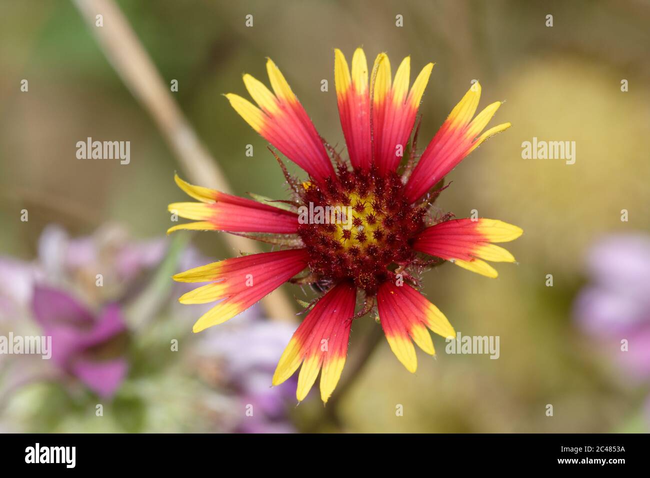 Indian Blanket Stock Photo