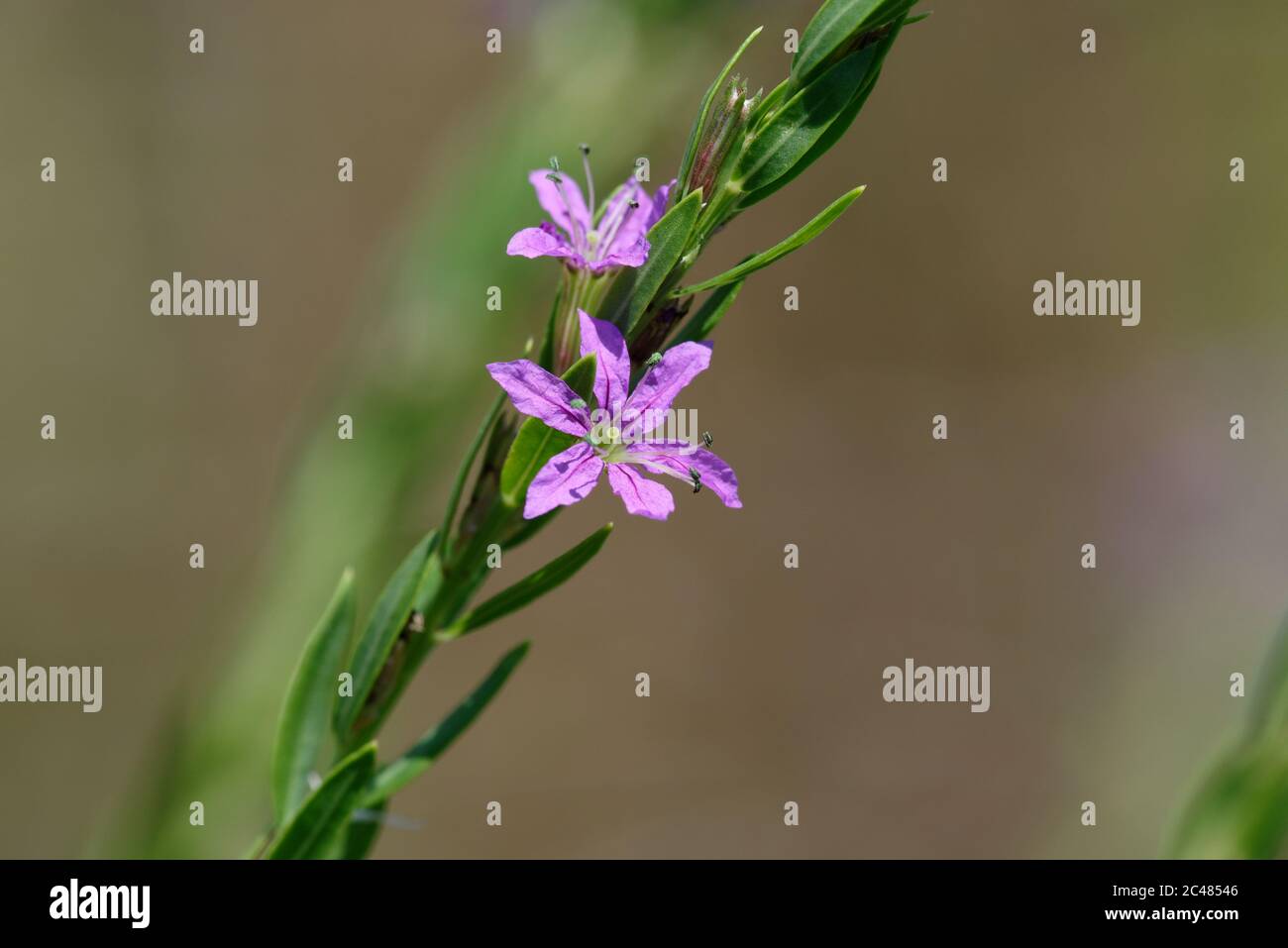 Lanceleaf Loosestrife Lythrum alatum var. lanceolatum Stock Photo