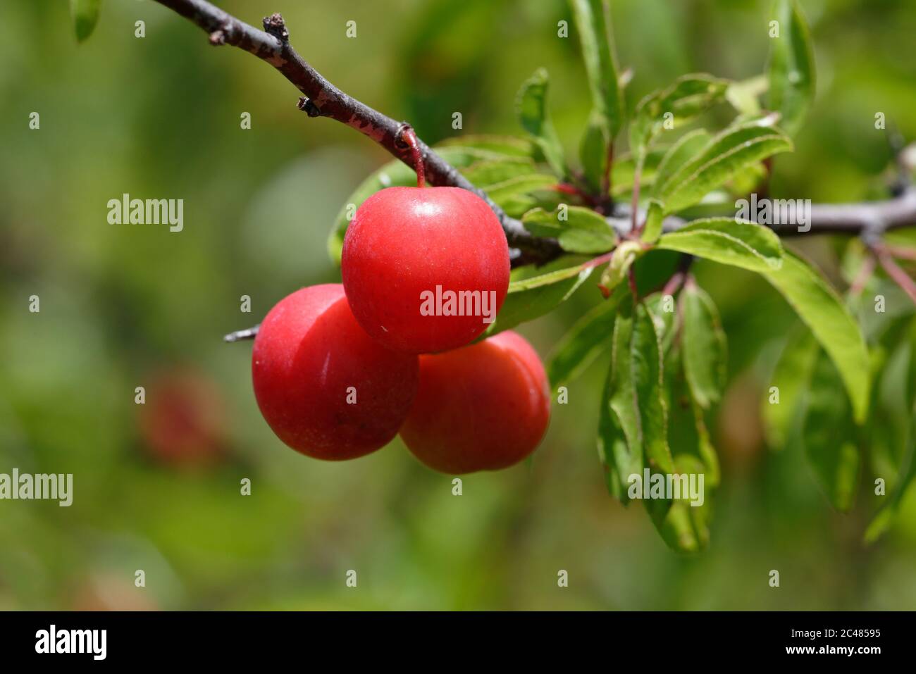 Chickasaw plum hires stock photography and images Alamy