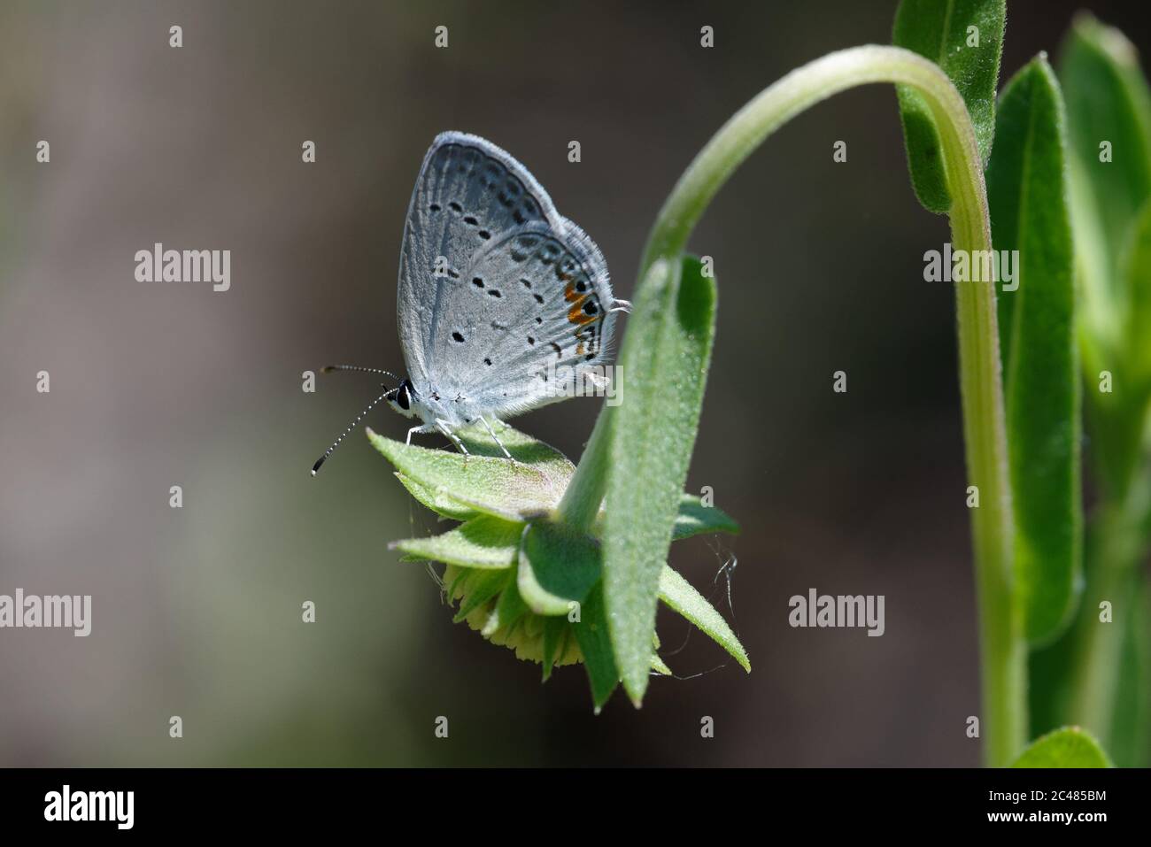 Eastern Tailed-Blue Stock Photo