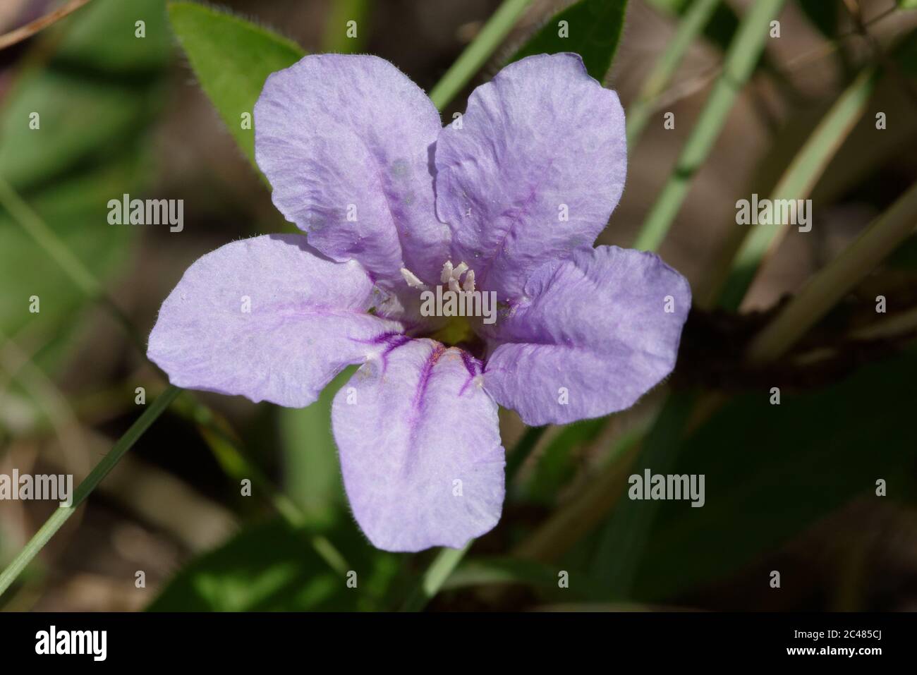 Carolina Wild Petunia (Ruellia caroliniensis) Stock Photo