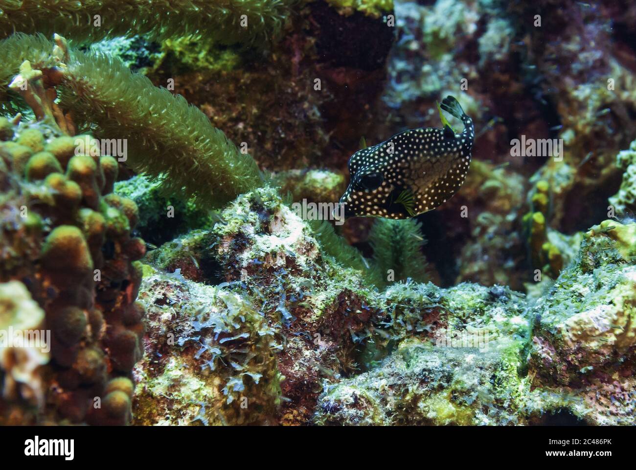 Beautiful spotted trunkfish searching for food Stock Photo