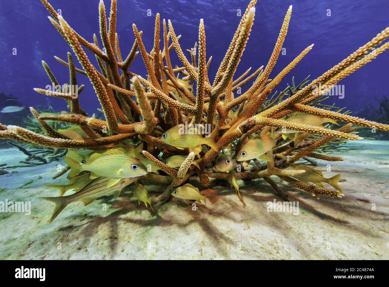 School of French Grunts huddled under staghorn coral Stock Photo