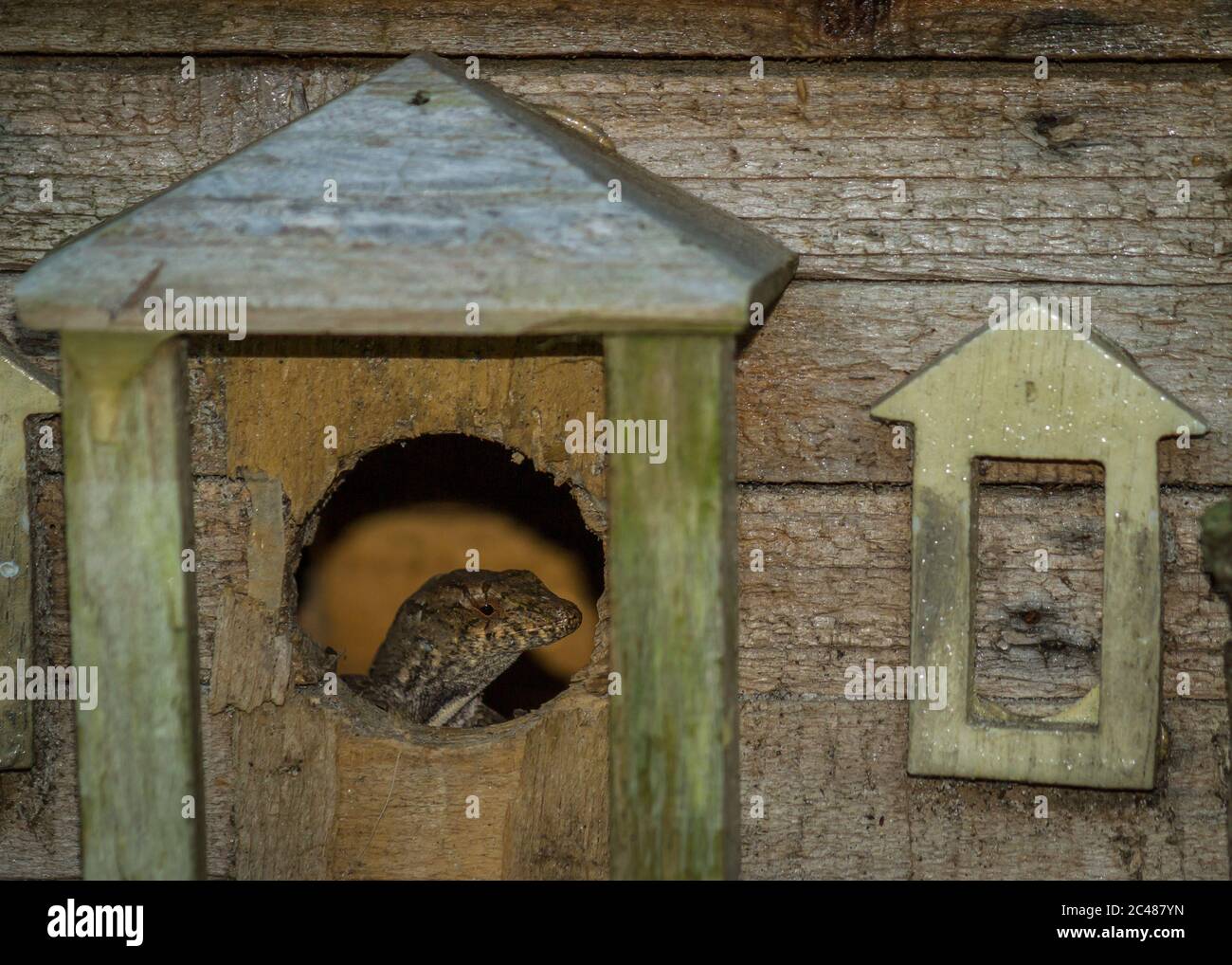 Lizard looking through a circular hole inside a small wooden nest ...