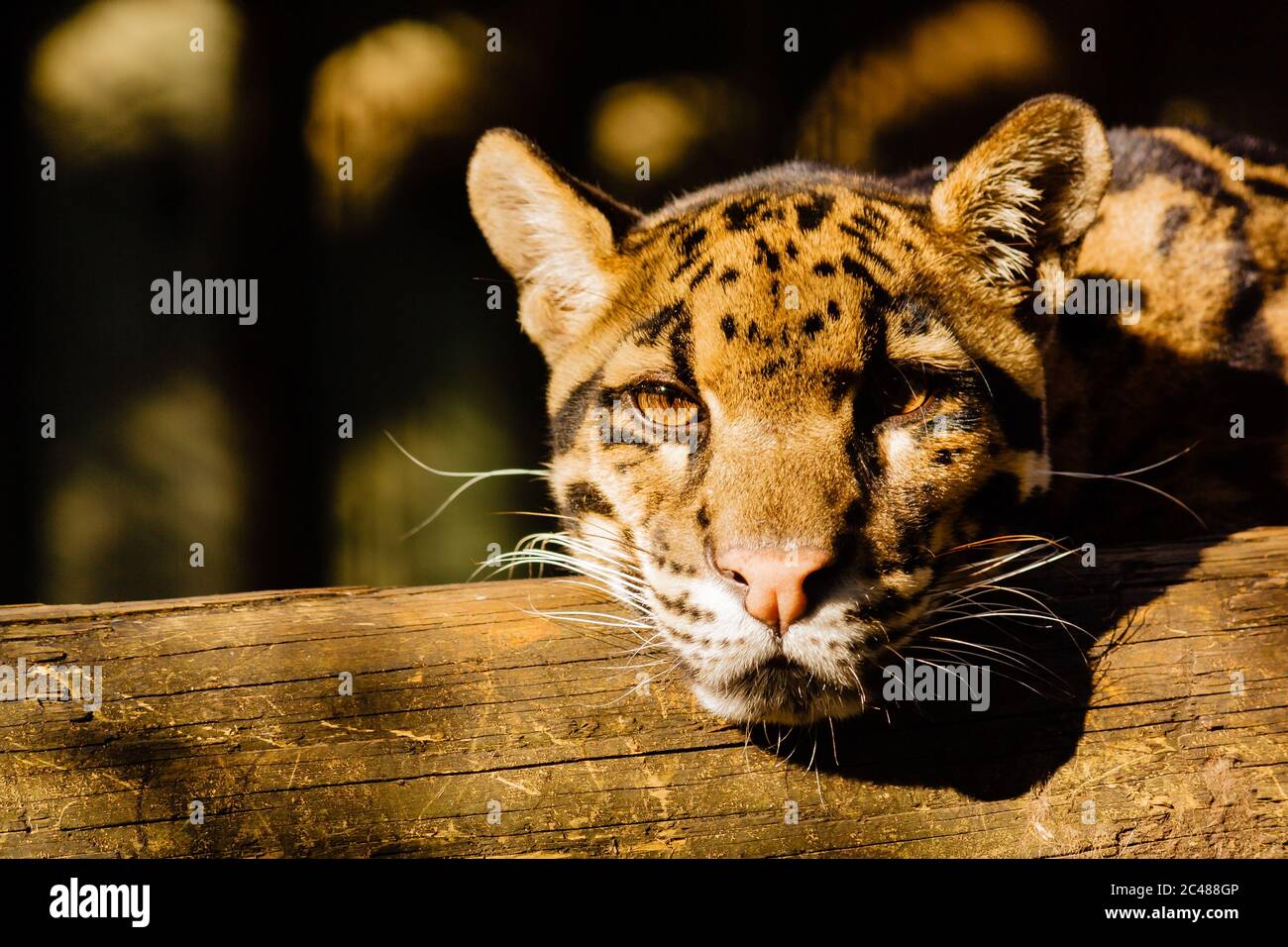 Closeup shot of a young tiger resting on a piece of wood Stock Photo