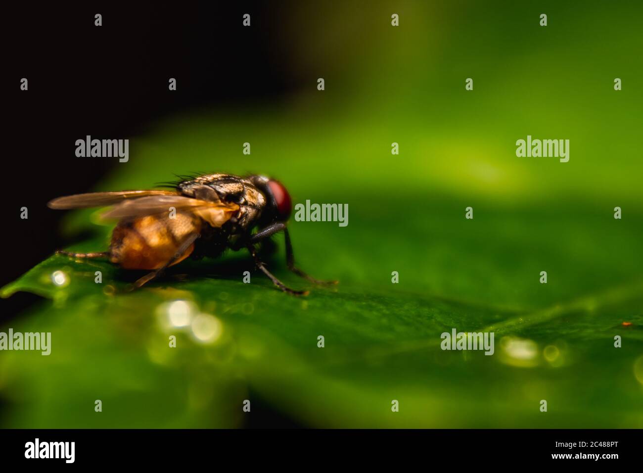 Housefly close up Macro shot. The housefly is a fly of the suborder