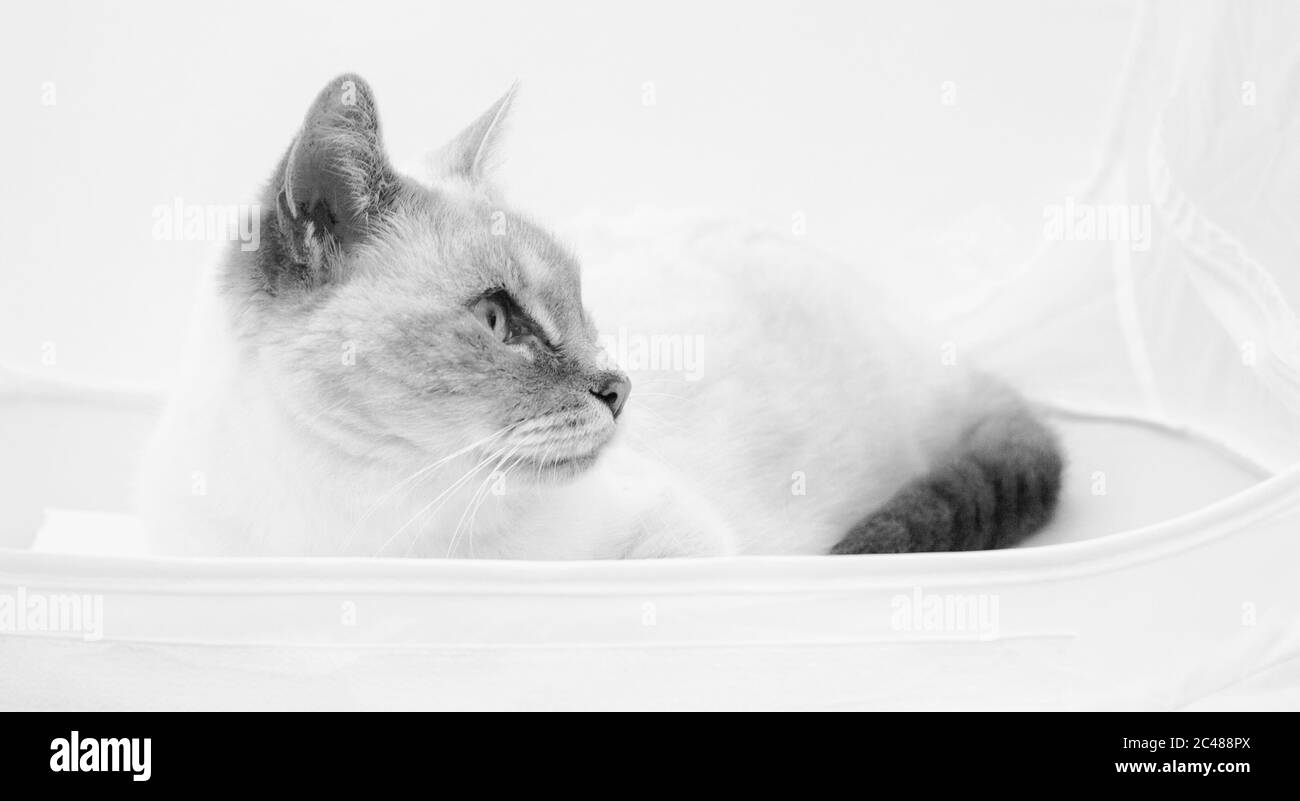 Closeup view gray cat Black and White Stock Photos & Images - Alamy