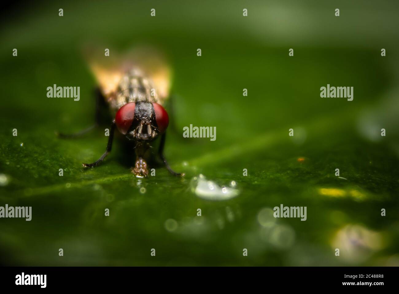 Housefly close up Macro shot. The housefly is a fly of the suborder