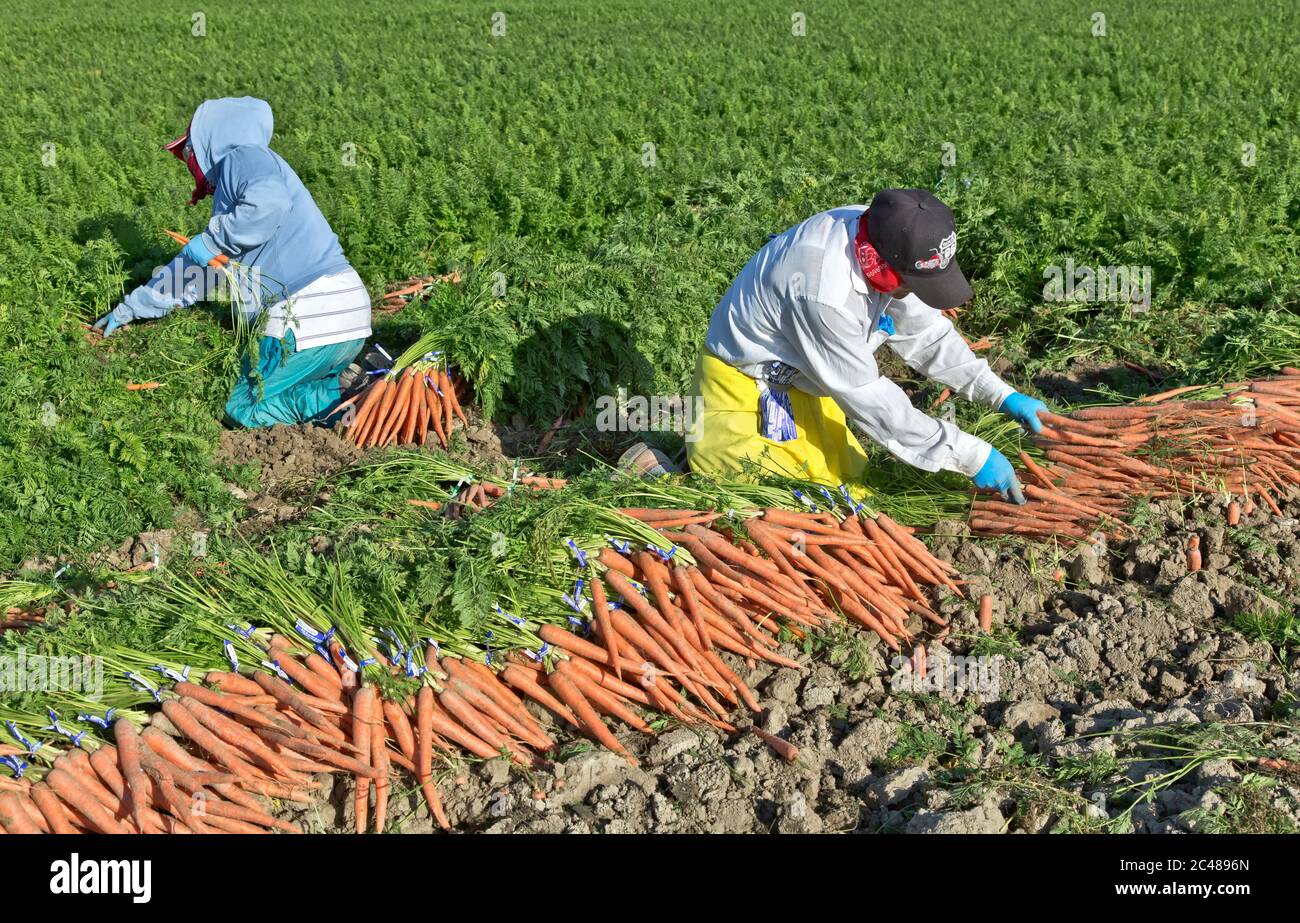 Hispanic farm workers harvesting organic carrot field  'Daucus carota',  Coachella Valley, California, Stock Photo