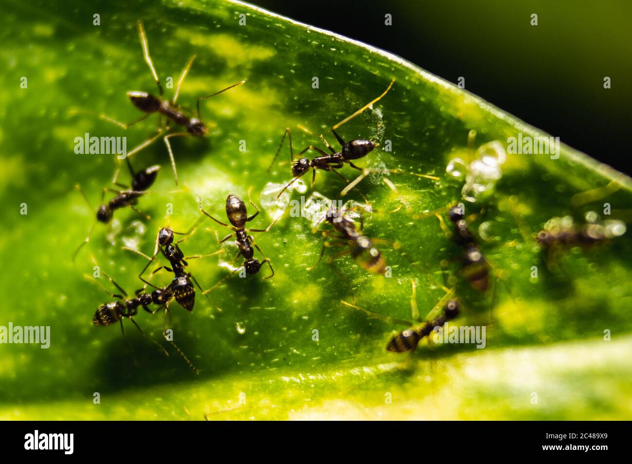 Group of small black ants eating on the leafs with selective focus