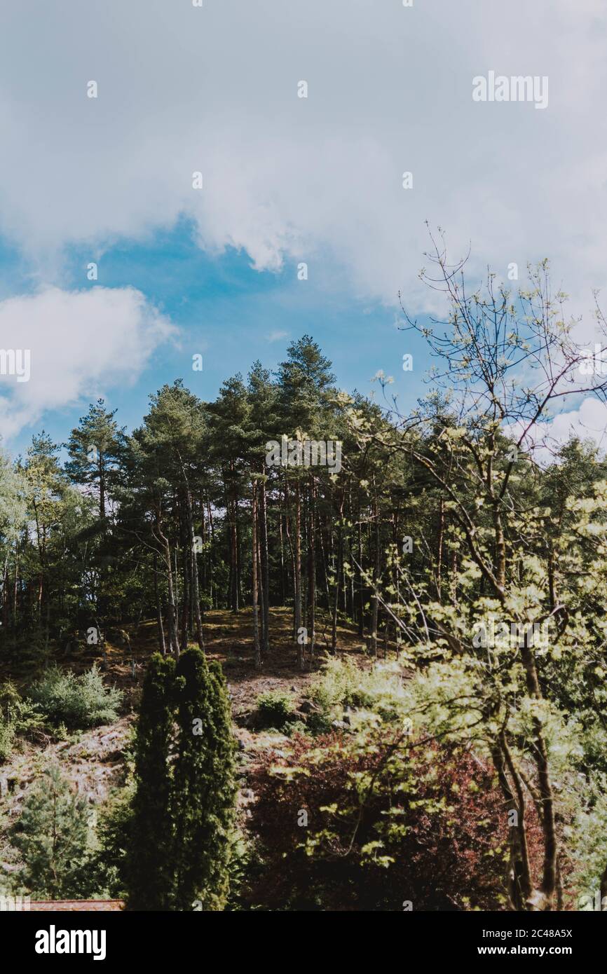 Beautiful shot of the green trees in the forest under a cloudy sky ...