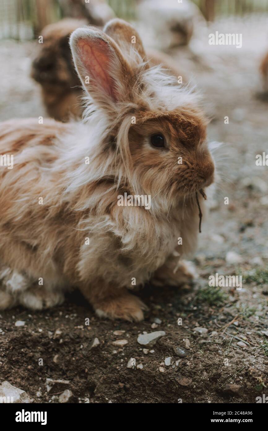 Selective focus shot of the cute brown angora rabbit Stock Photo - Alamy