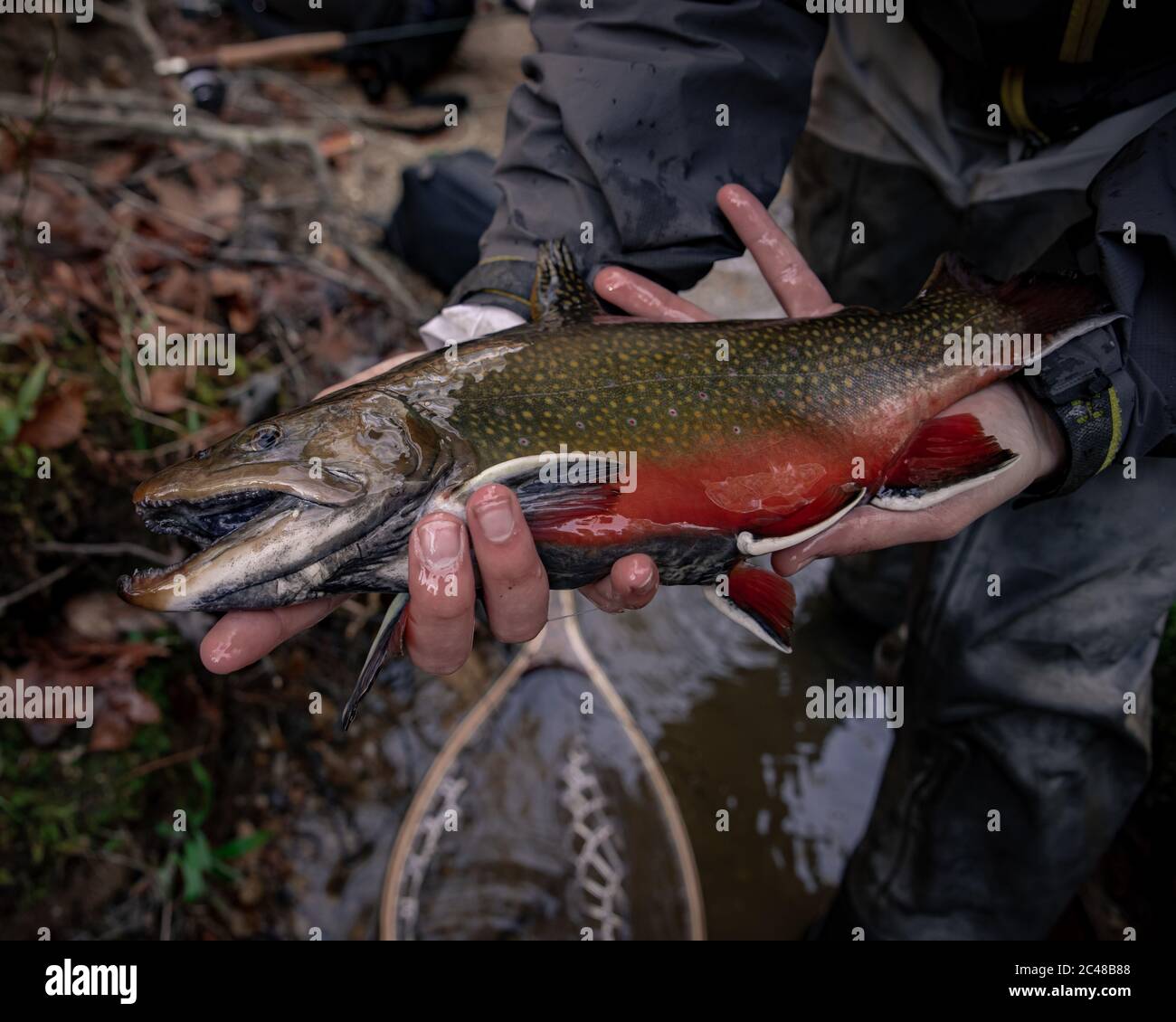 Fly Fishing, Catch and release of large Brook Trout Stock Photo Alamy