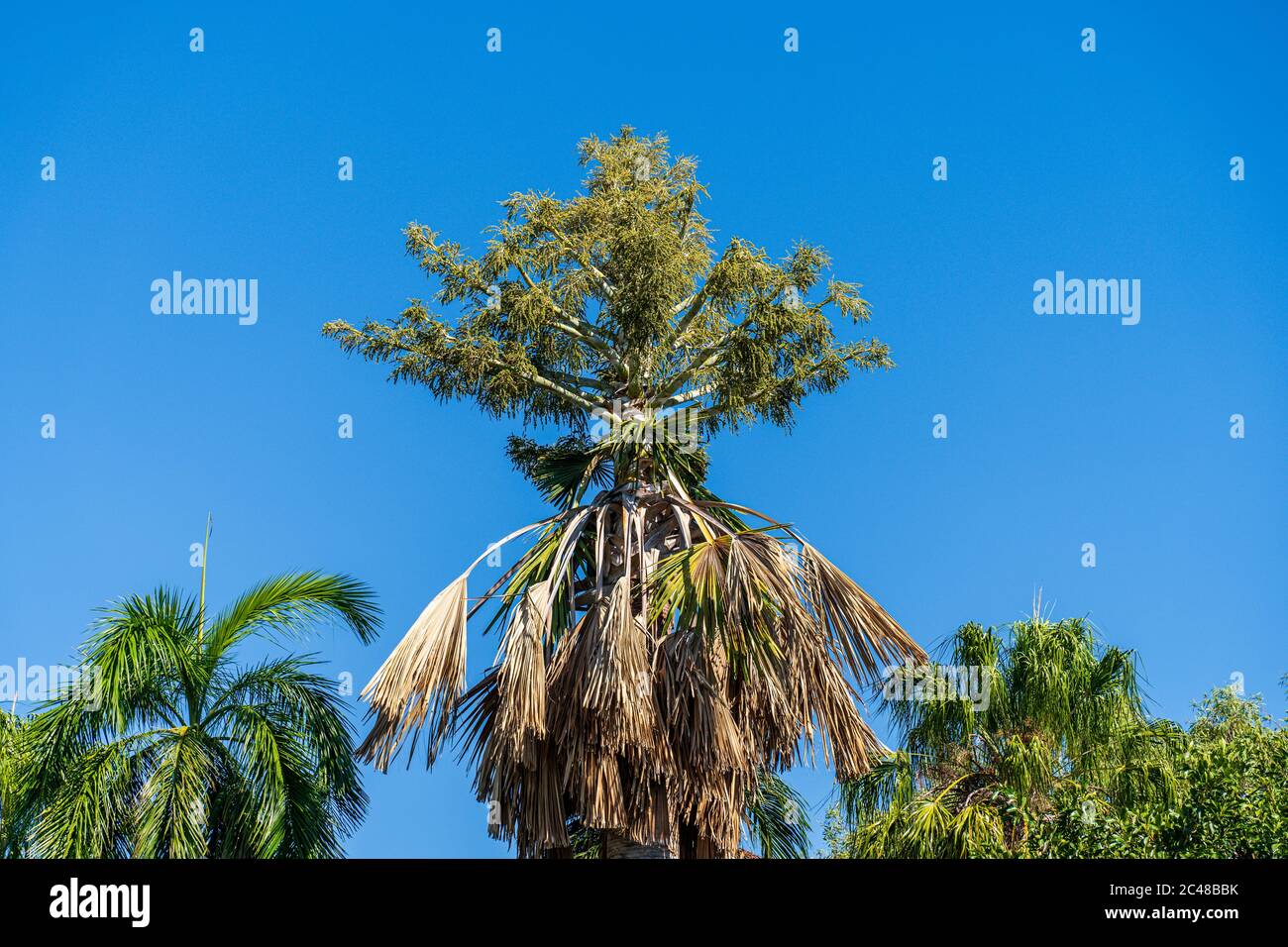 Blossoming cabbage palm Stock Photo