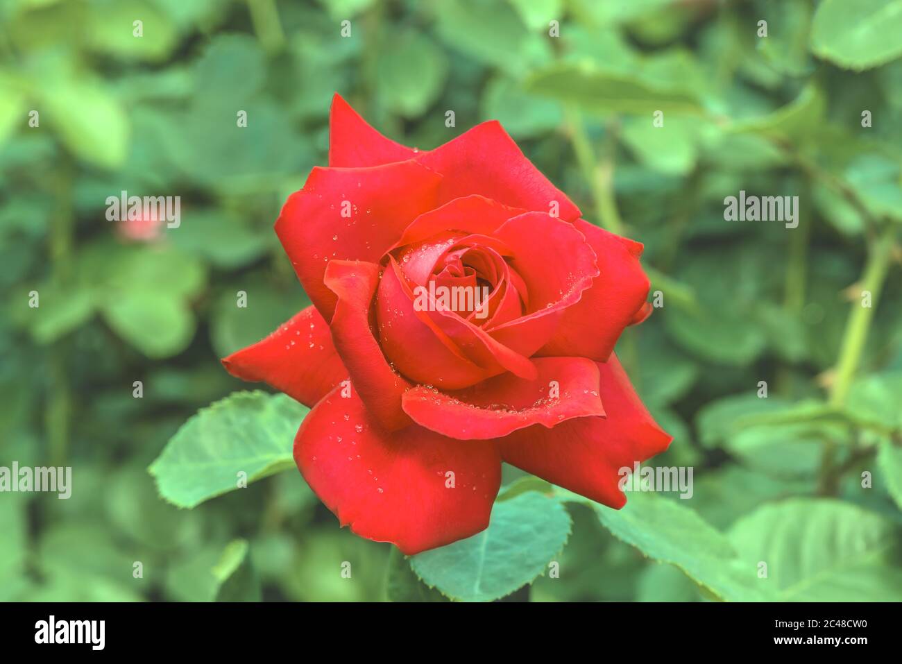 Beautiful red rose with water drops. Close-up shot. Stock Photo