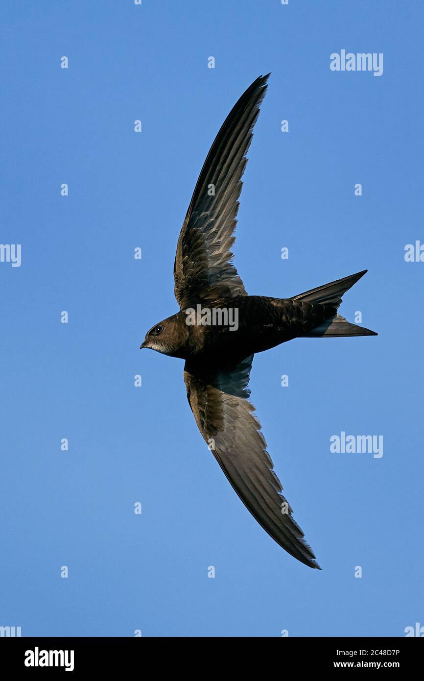 Swift in flight hi-res stock photography and images - Alamy