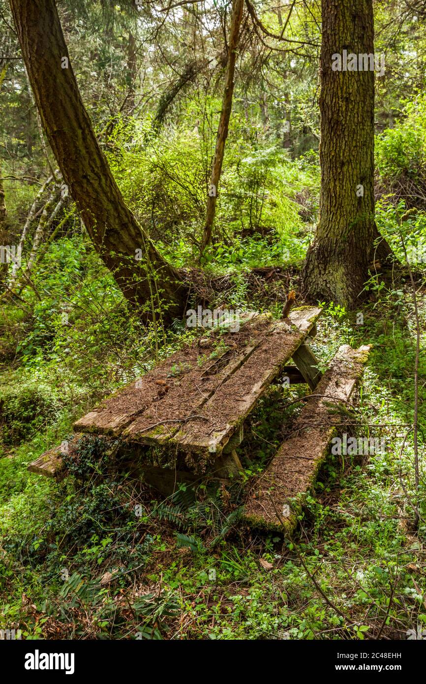 Picnic Tables In Forest High Resolution Stock Photography and Images